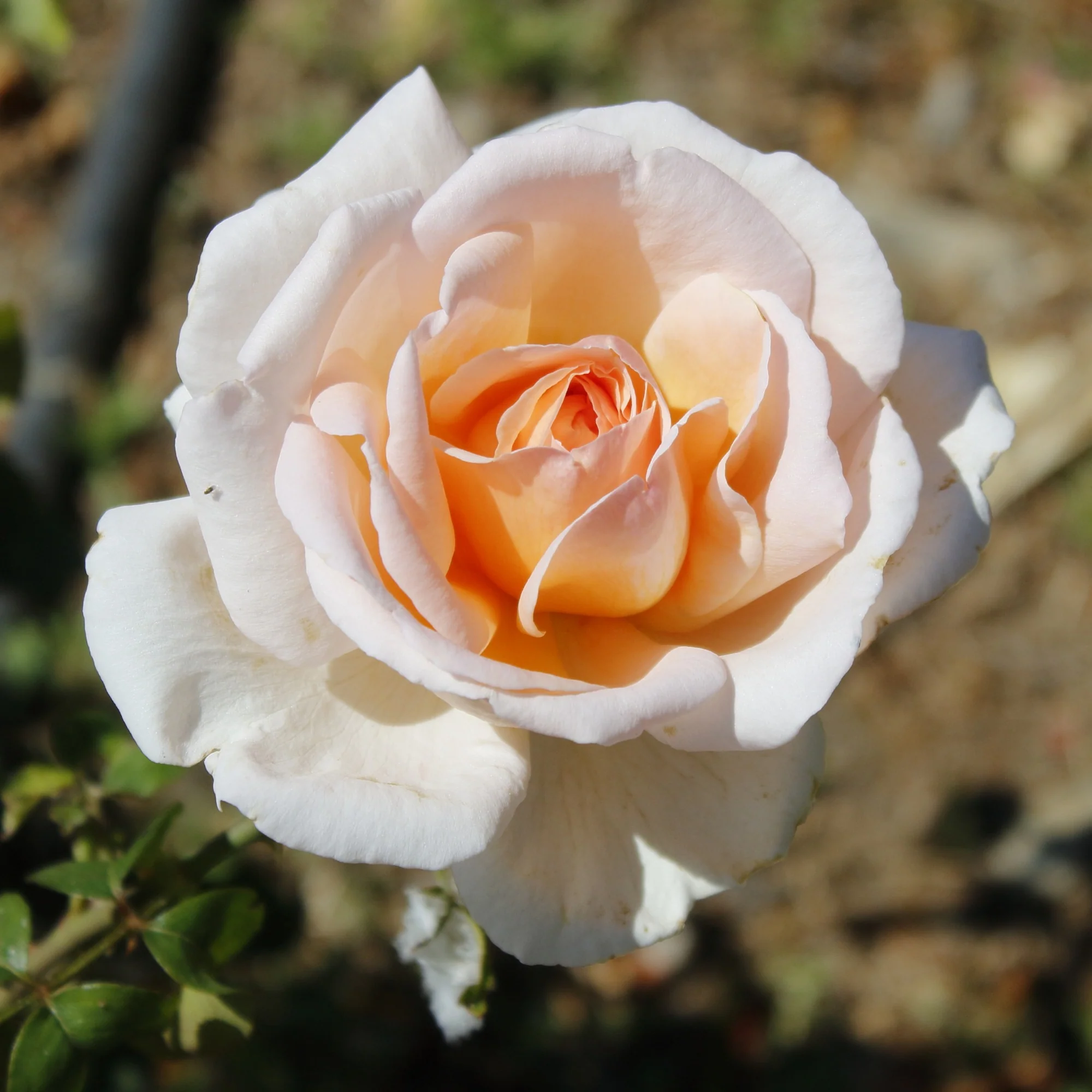 Collection de 7 Rosiers buissons - Image 4
