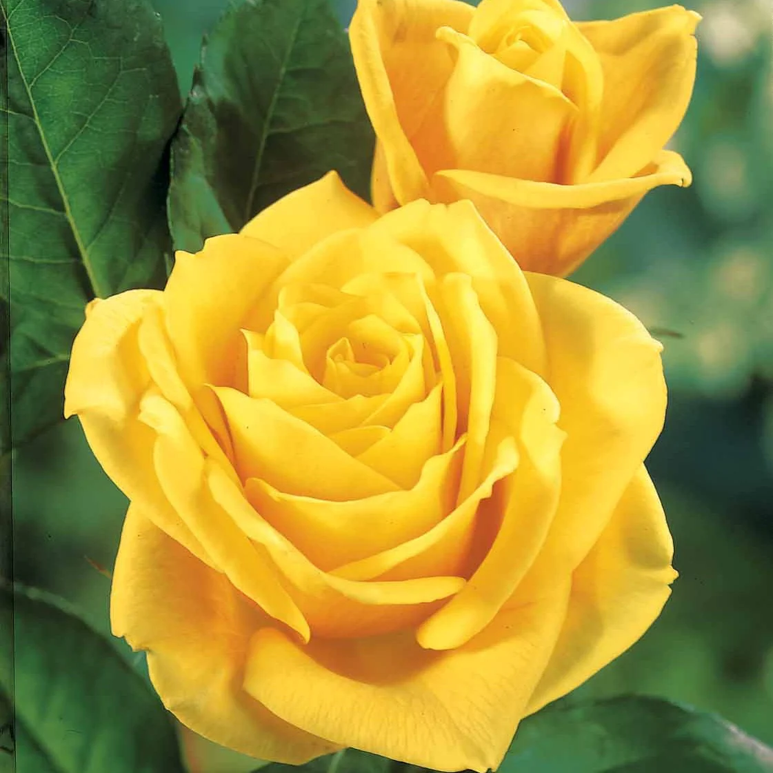 Collection de 5 Rosiers pour bouquets - Image 6