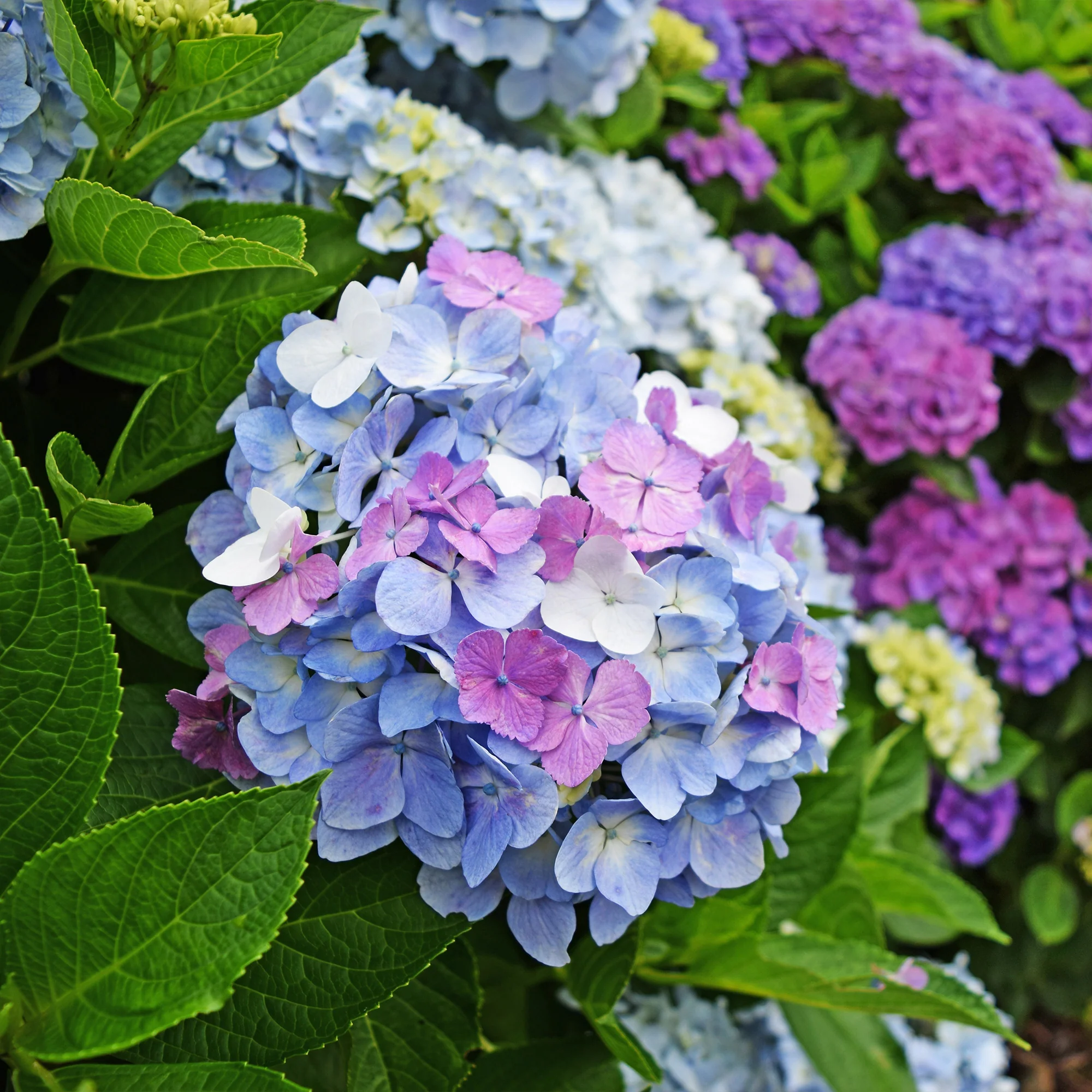 Collection d'Hortensias pour massifs et haies fleuris - 3 arbustes - Image 2