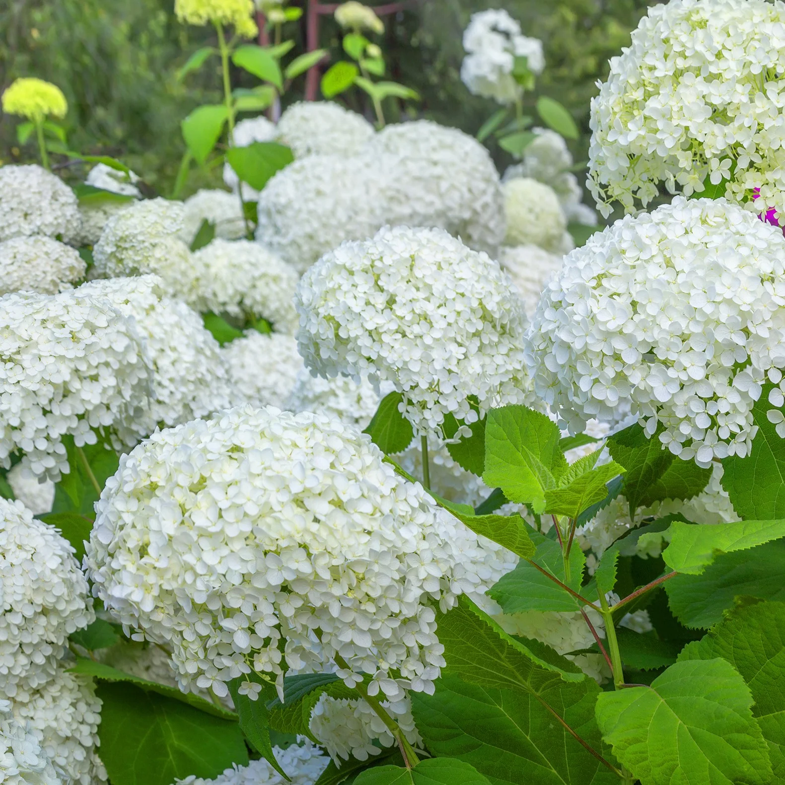 Collection d'Hortensias pour massifs et haies fleuris - 3 arbustes - Image 3