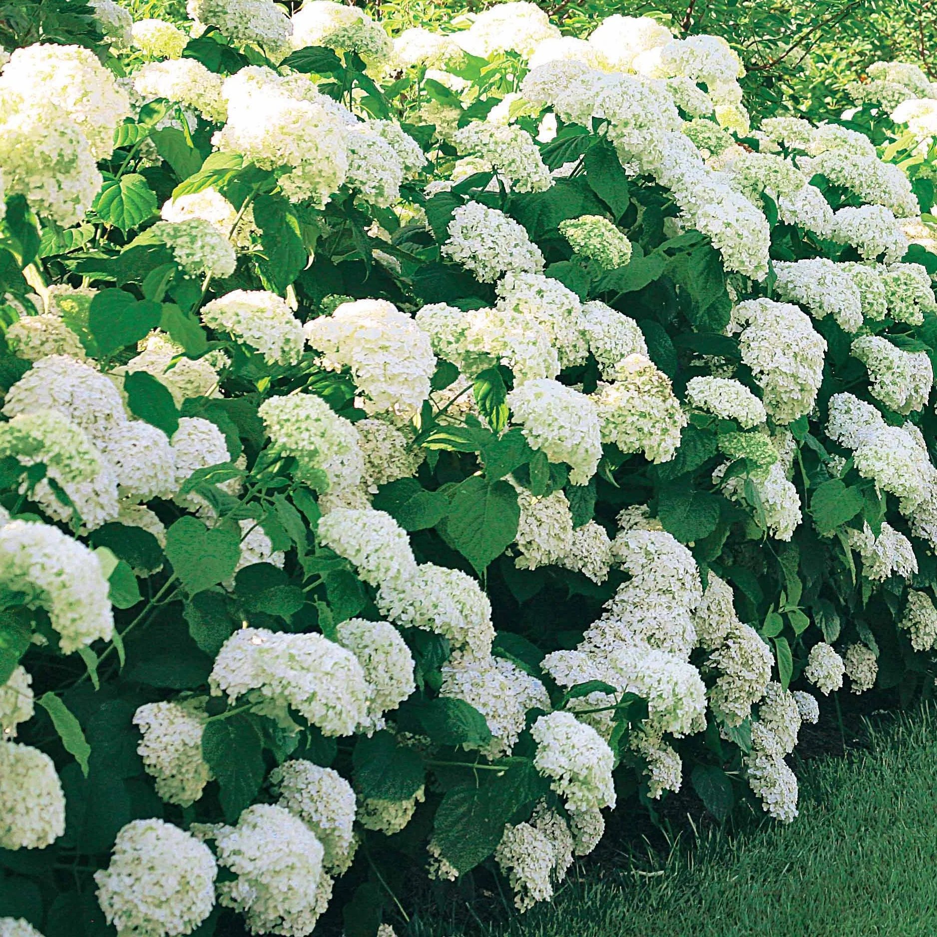 Collection d'Hortensias pour massifs et haies fleuris - 3 arbustes - Image 6