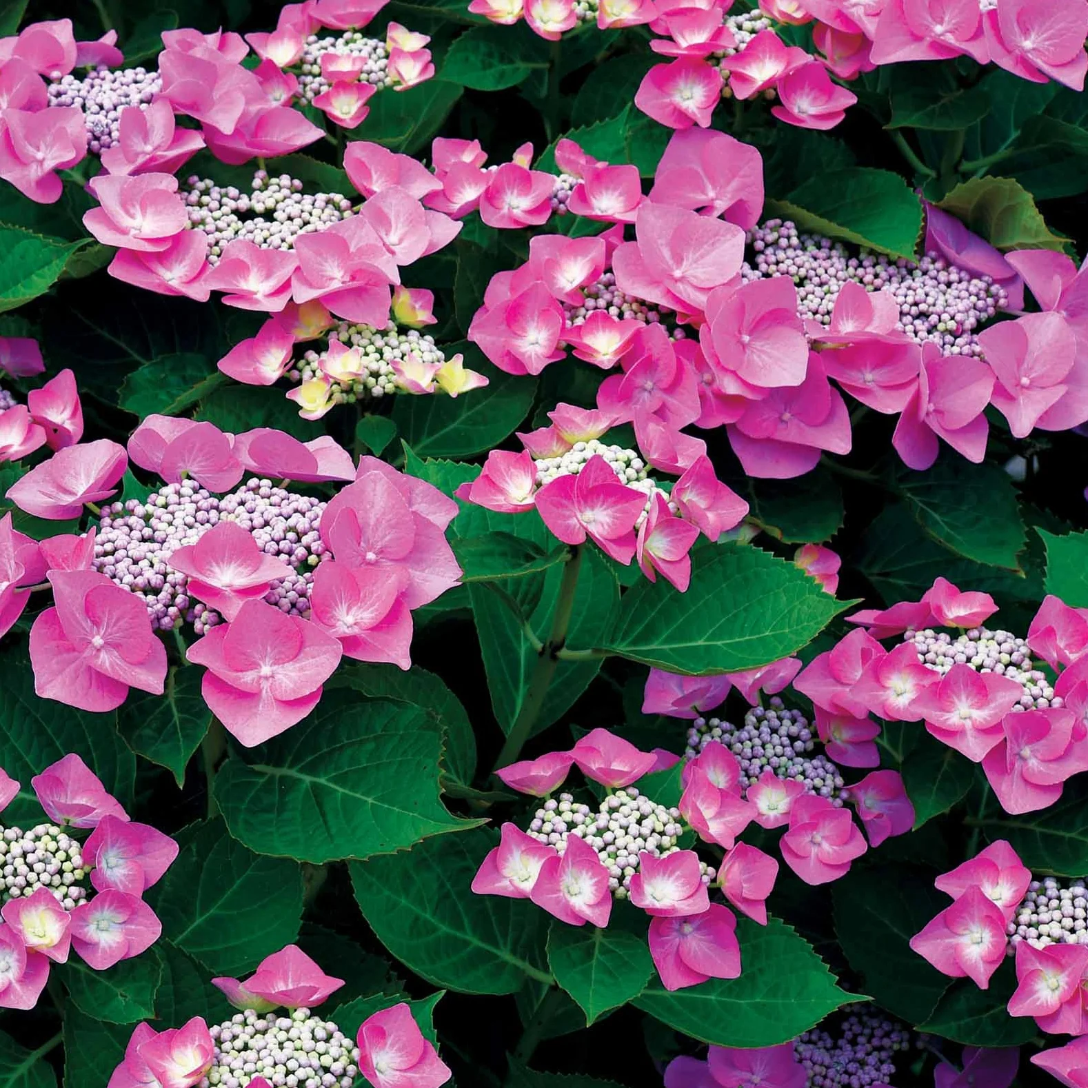 Collection d'Hortensias pour massifs et haies fleuris - 3 arbustes - Image 7