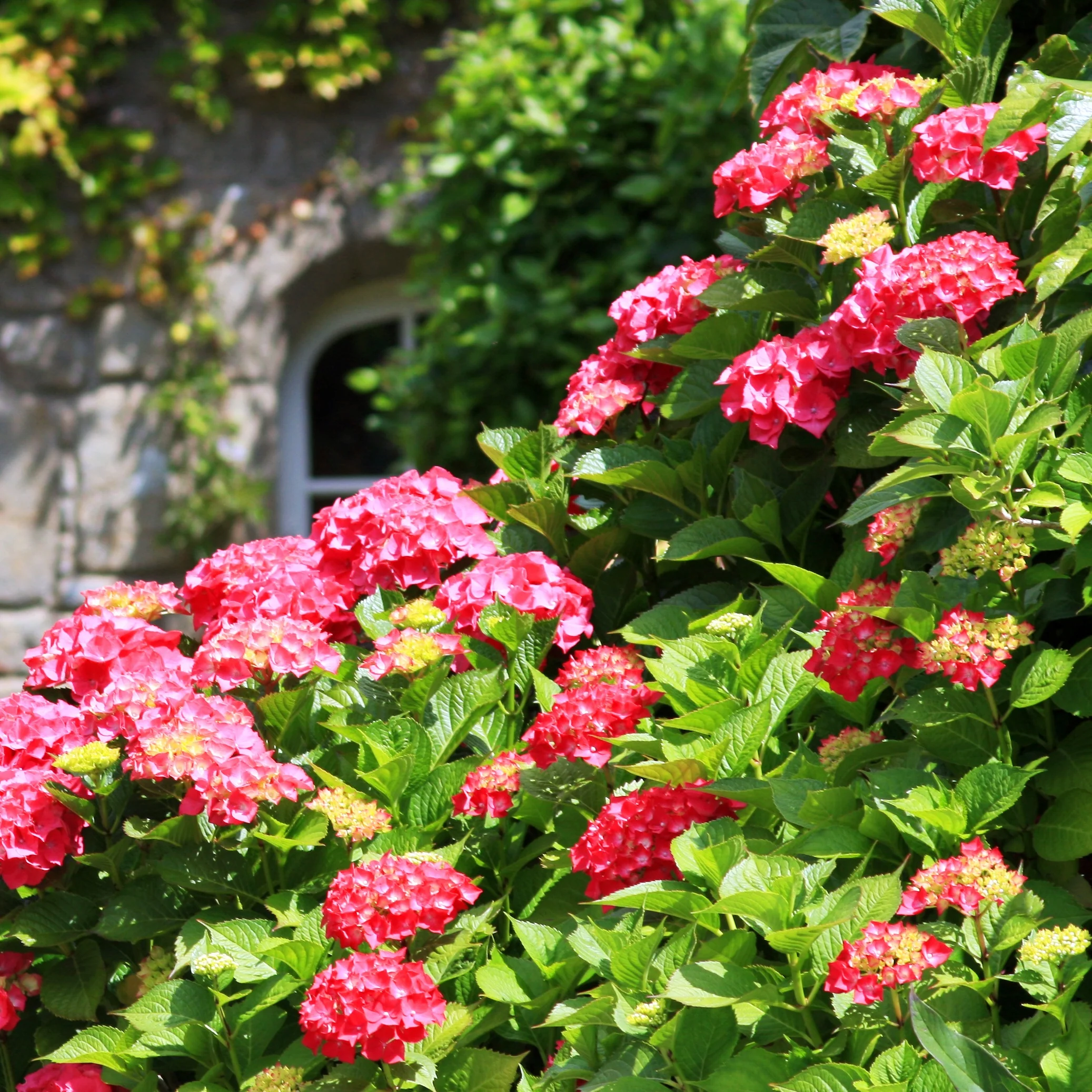 Collection de 4 Hortensias rouges et bleus - Image 4