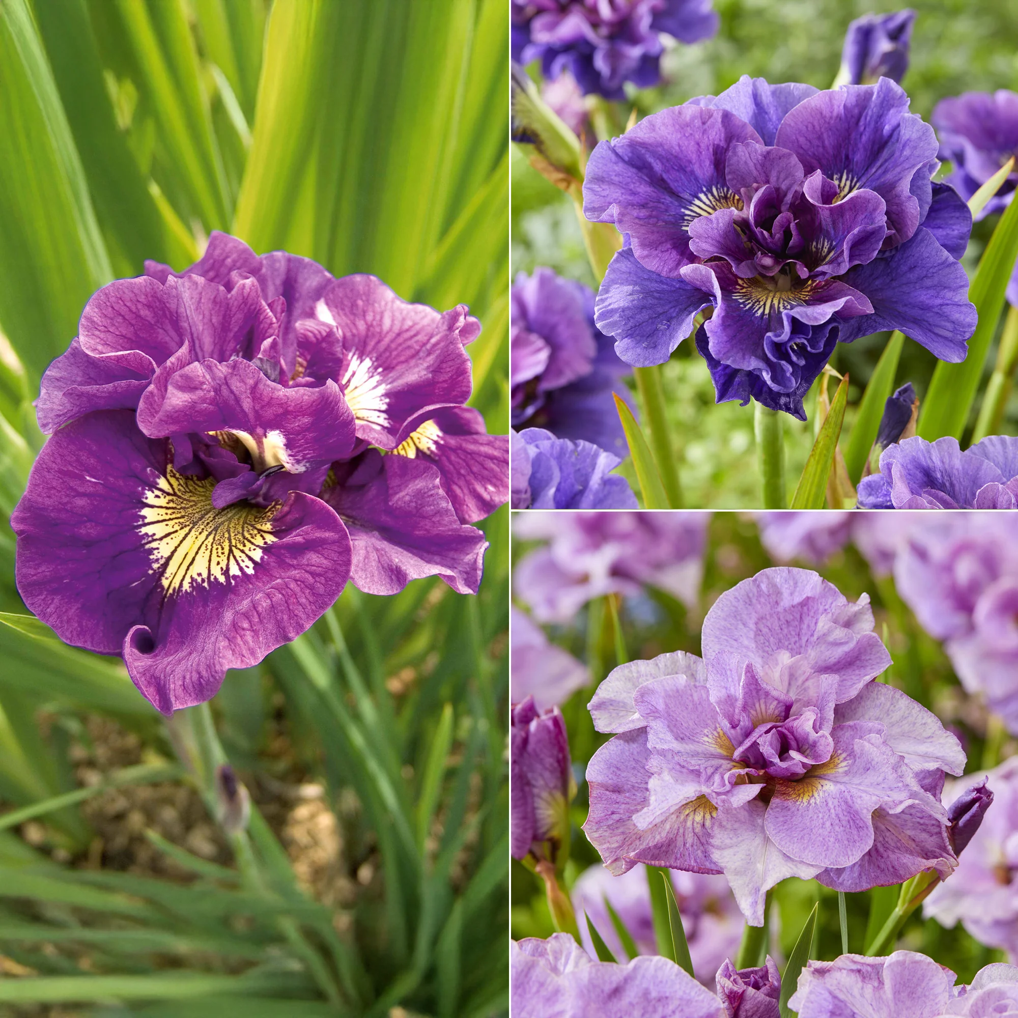 Collection de 6 Iris de Sibérie