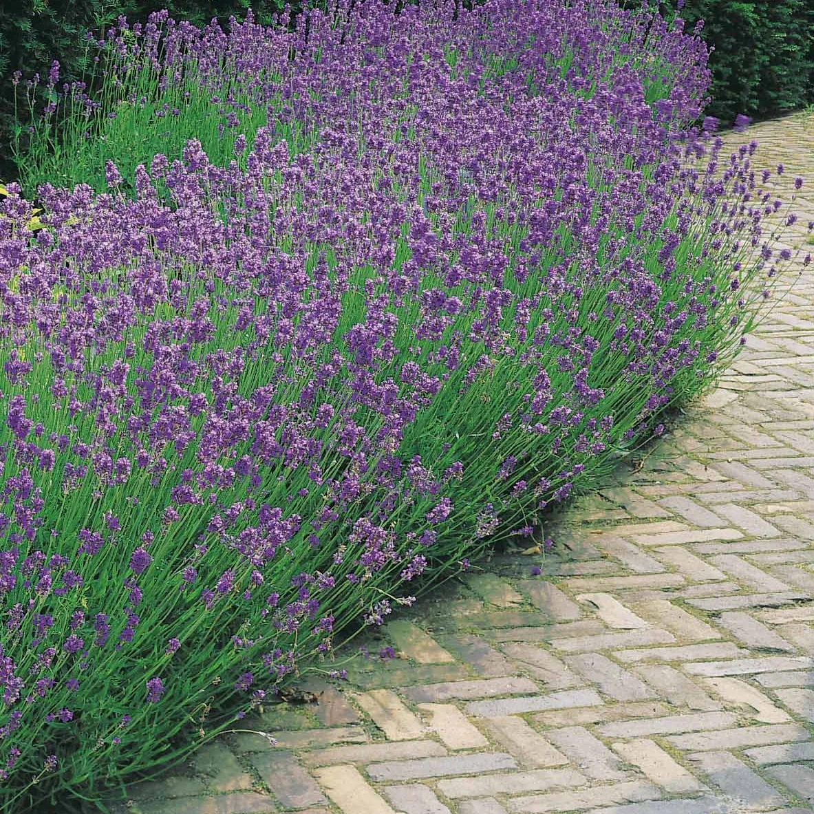 Collection de 6 plantes vivaces pastel - Image 2