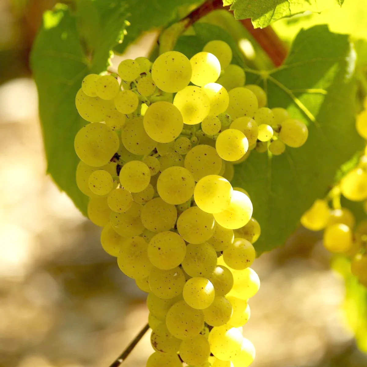 Collection de 3 Viticoles : Vitis vinifera Pinot, Merlot, Chardonnay - Image 2
