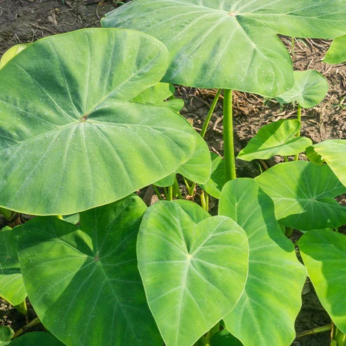 Colocasia esculenta 'Pink China' - Oreille d'éléphant - Image 2
