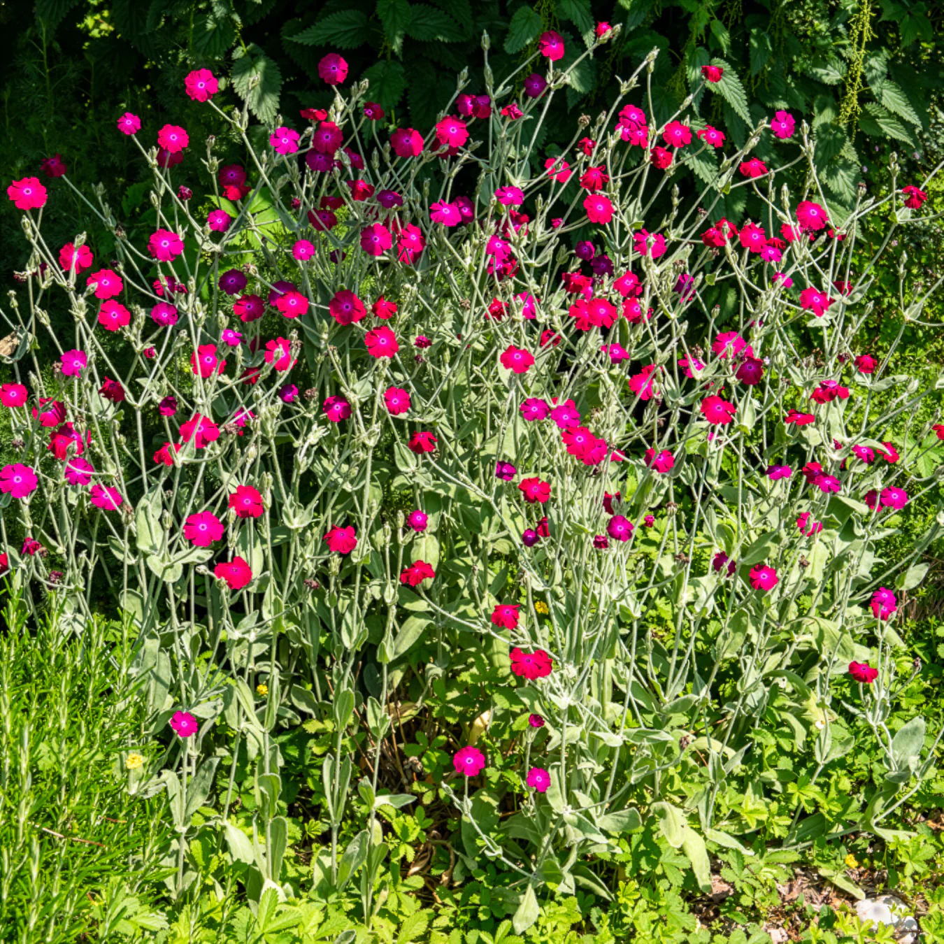 Coquelourde des jardins