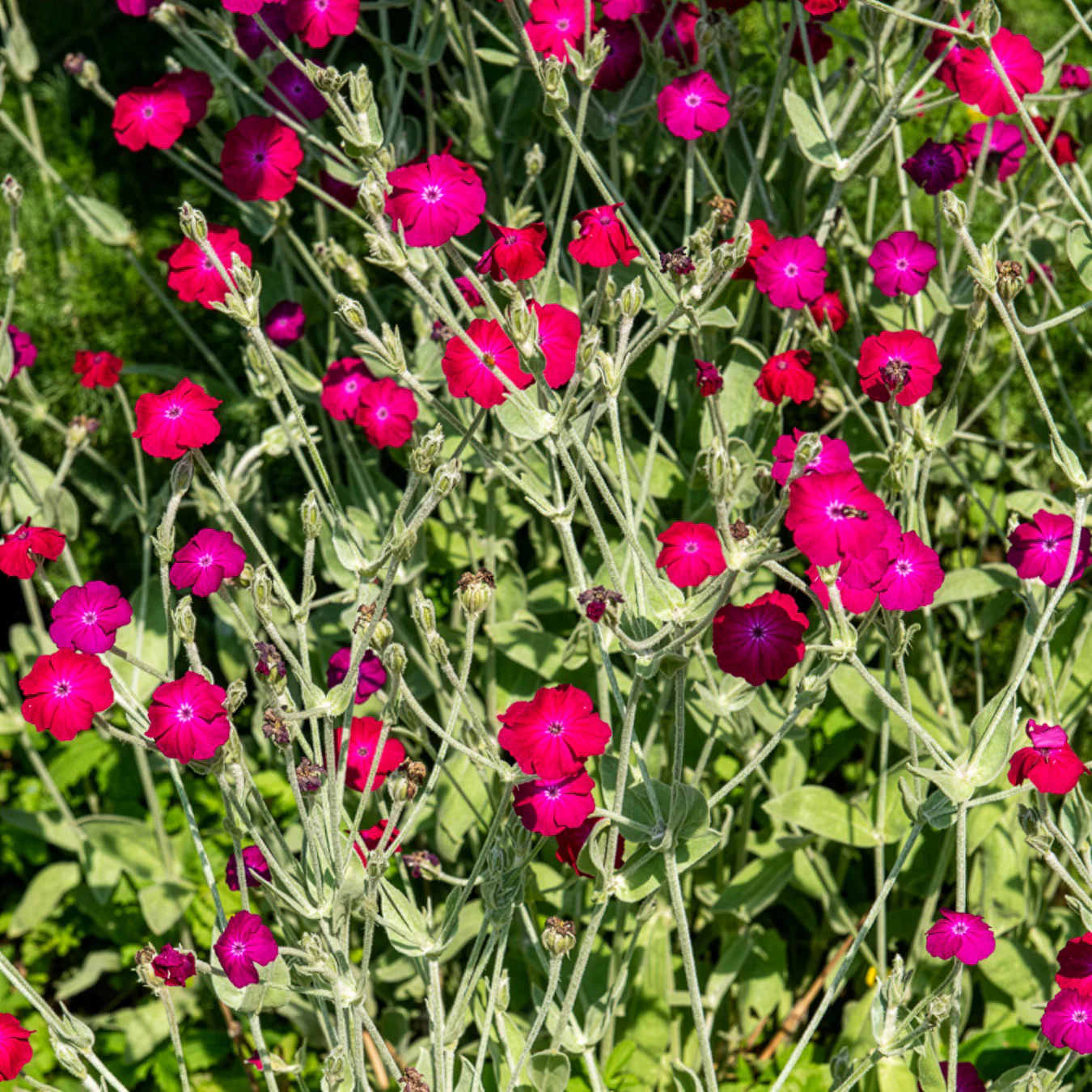 Coquelourde des jardins - Image 2