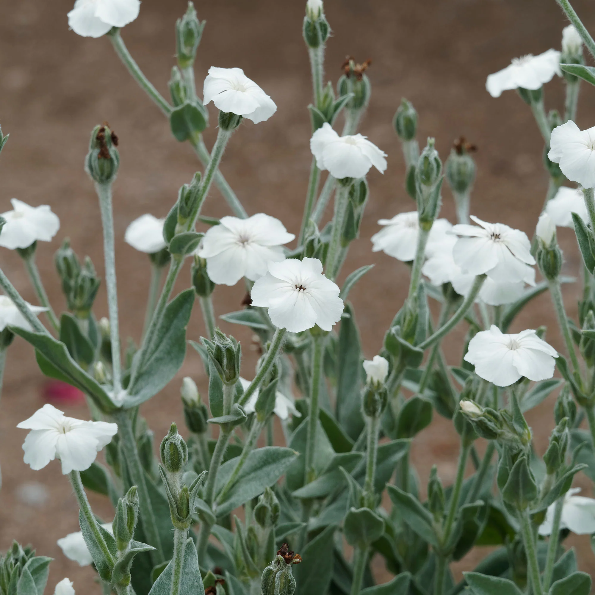Coquelourde des jardins blanches - Image 2