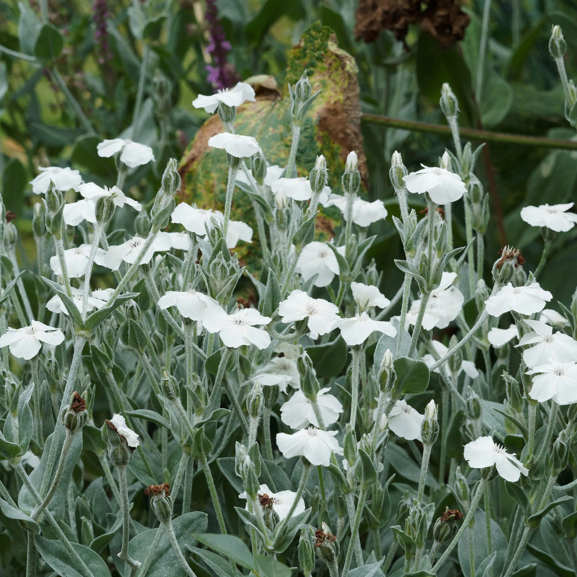 Coquelourde des jardins blanches - Image 3