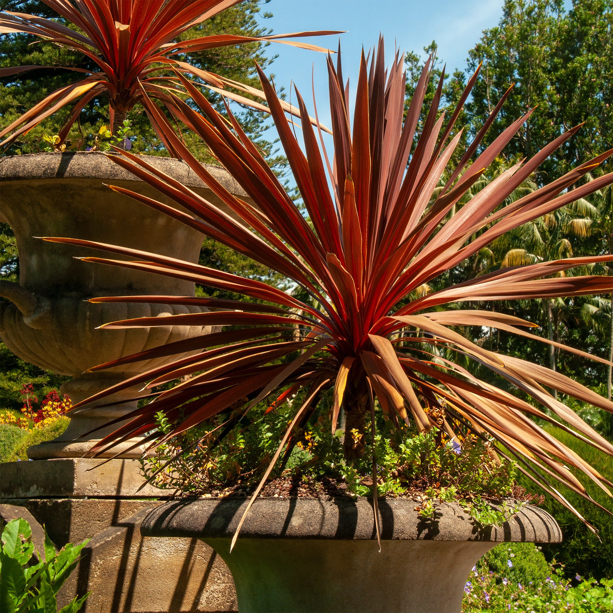Cordyline australe Red Star