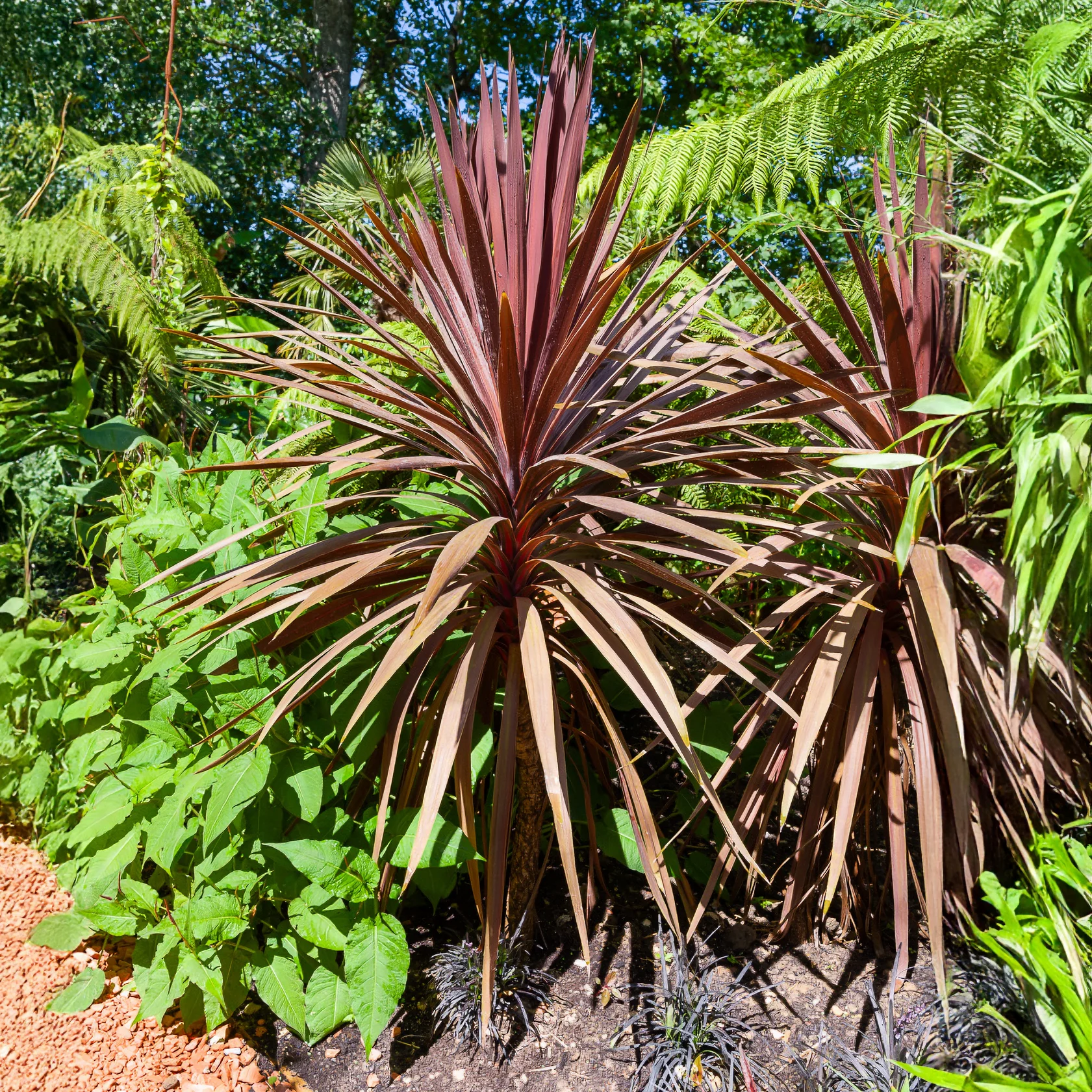 Cordyline australe Red Star - Image 2