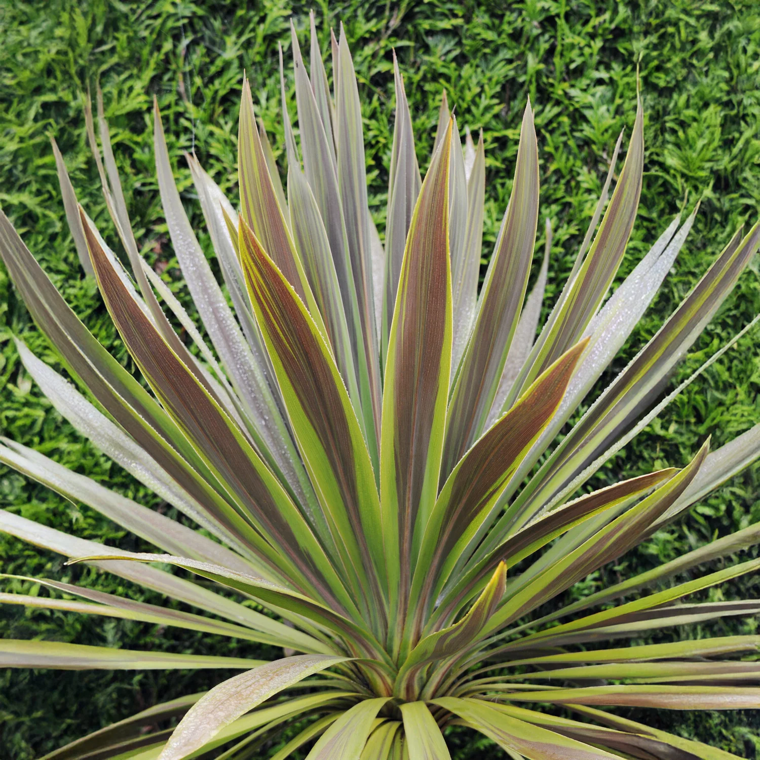 Cordyline australis Choc-Mint®