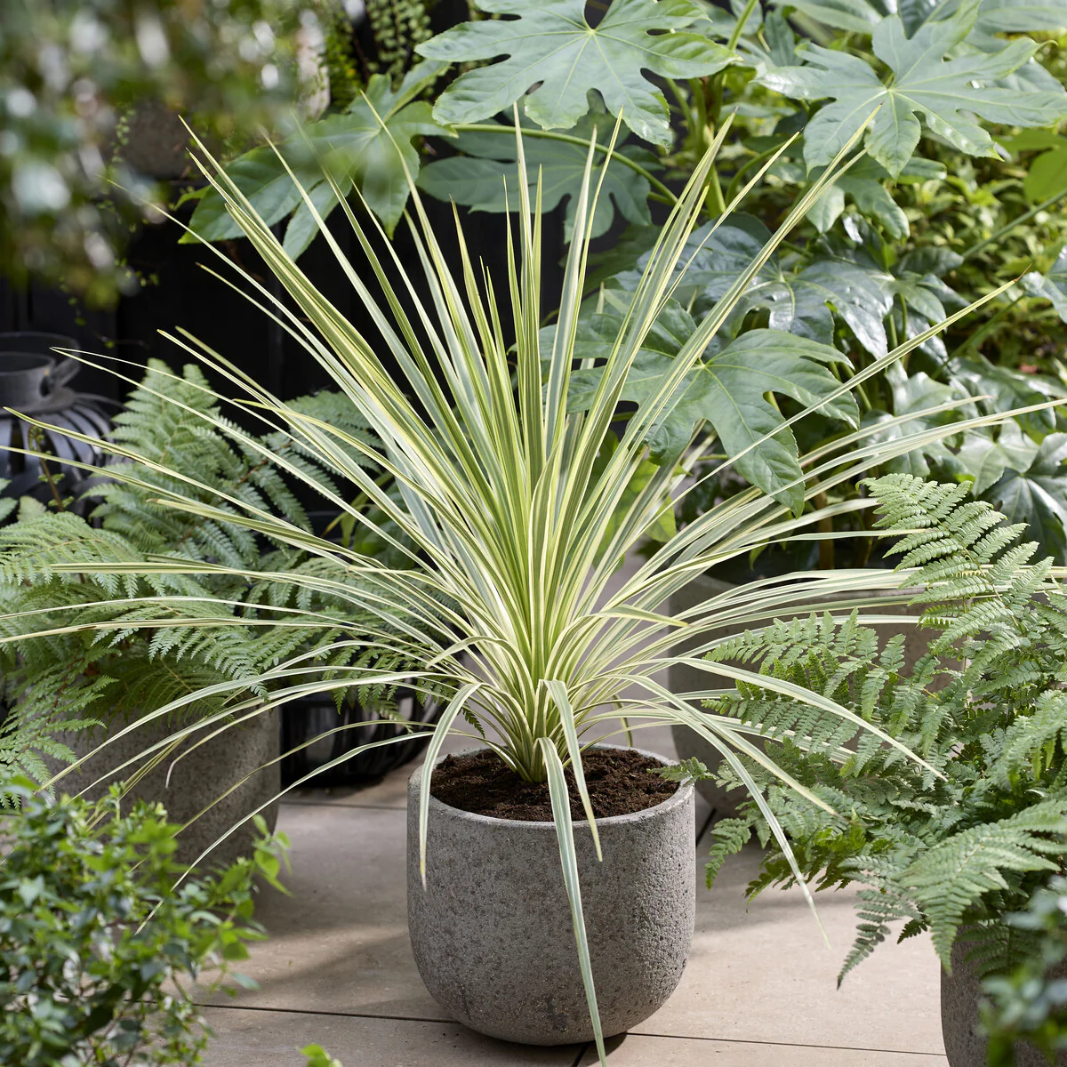Cordyline australis Lime Passion®