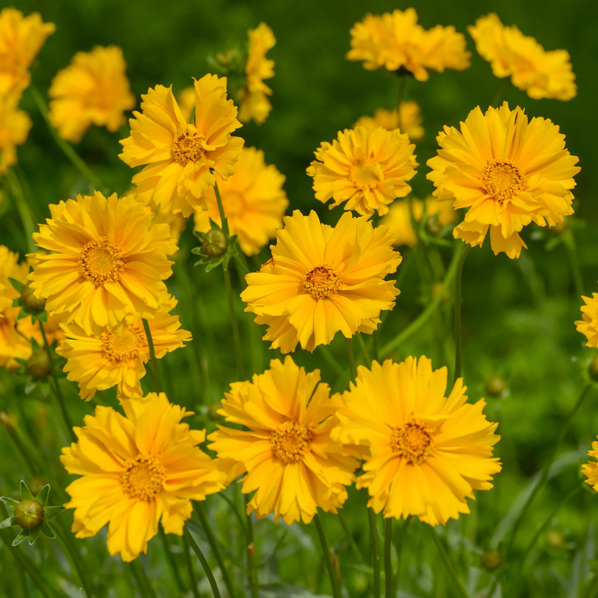 Coreopsis à grandes fleurs Sunray - Image 4