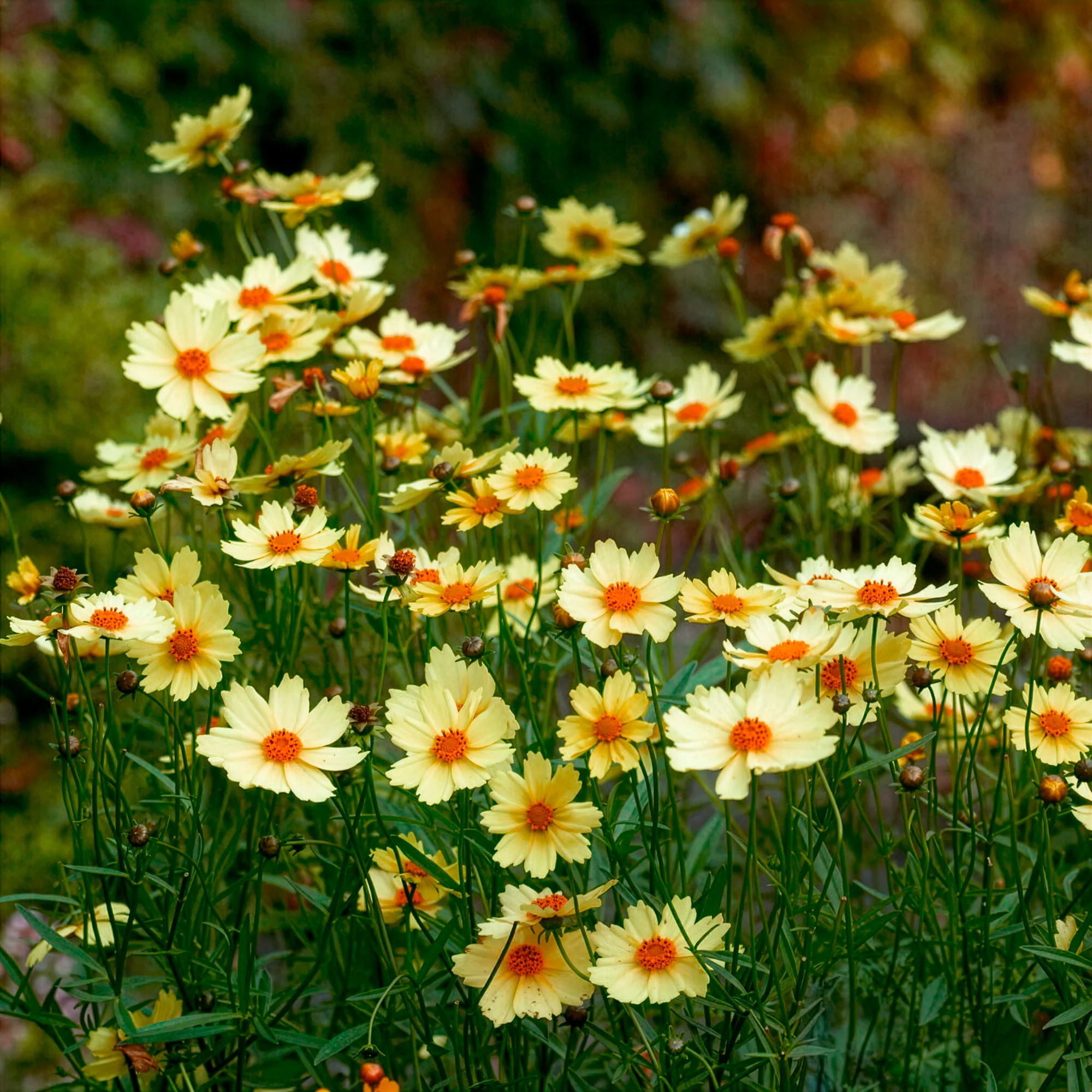 Coreopsis Full Moon - Image 2