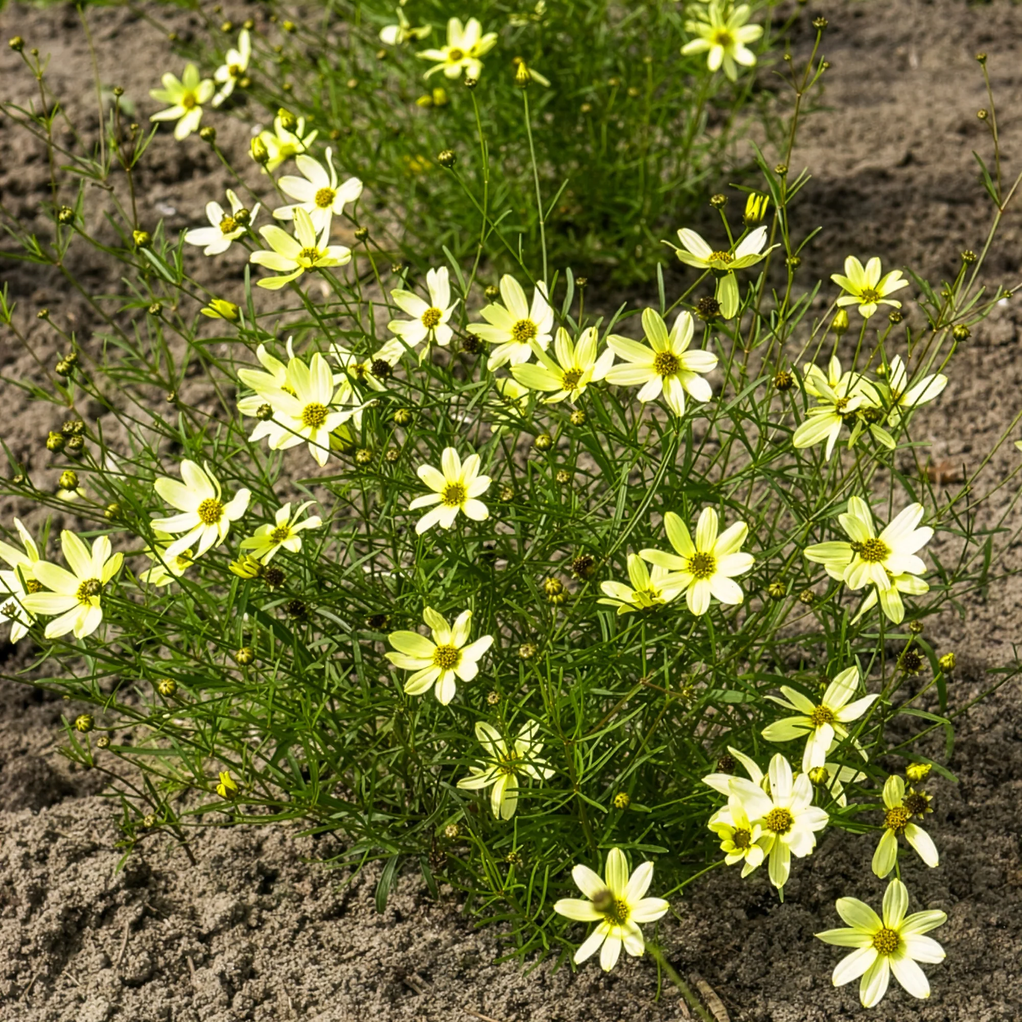 Coreopsis verticillé Moonbeam