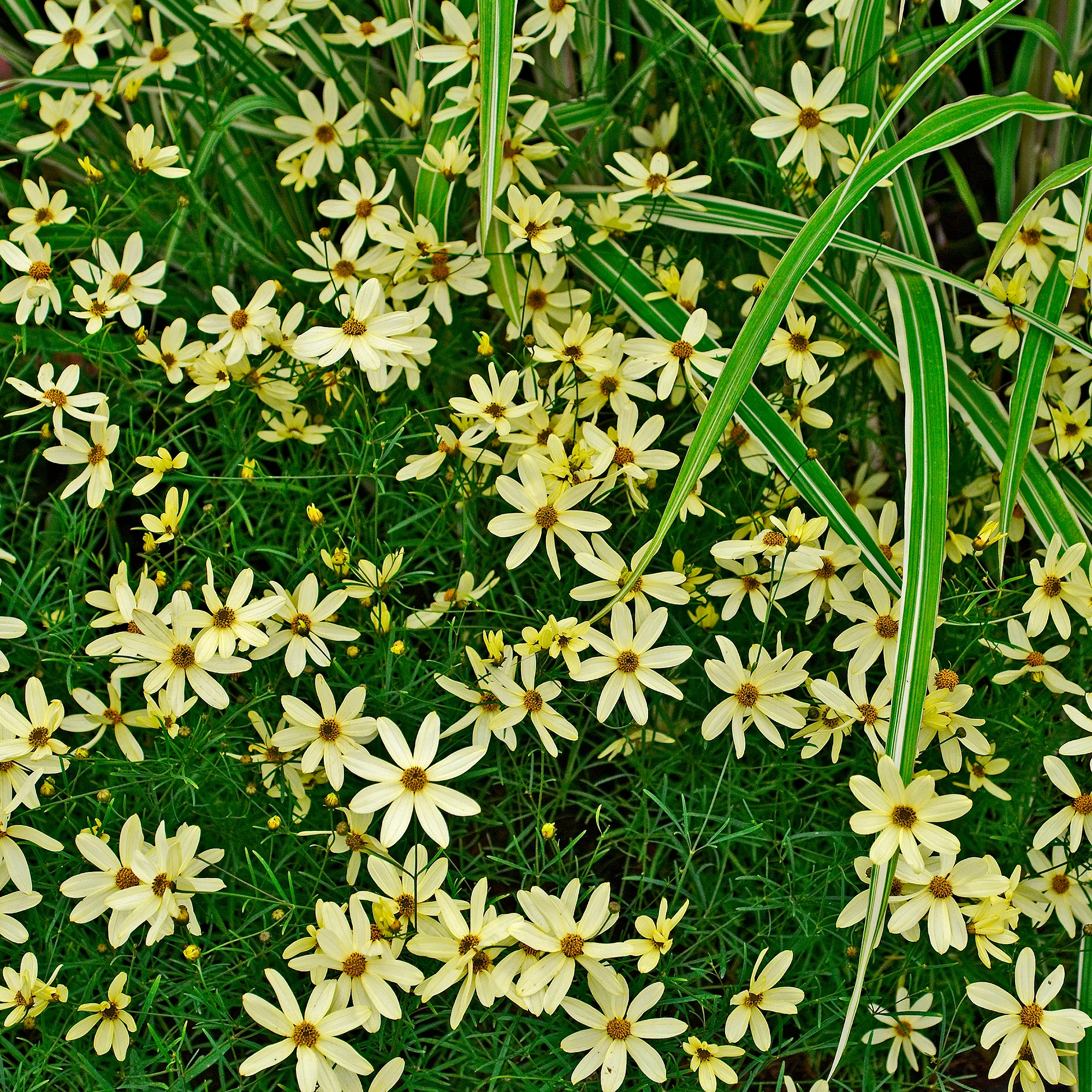 Coreopsis verticillé Moonbeam - Image 3