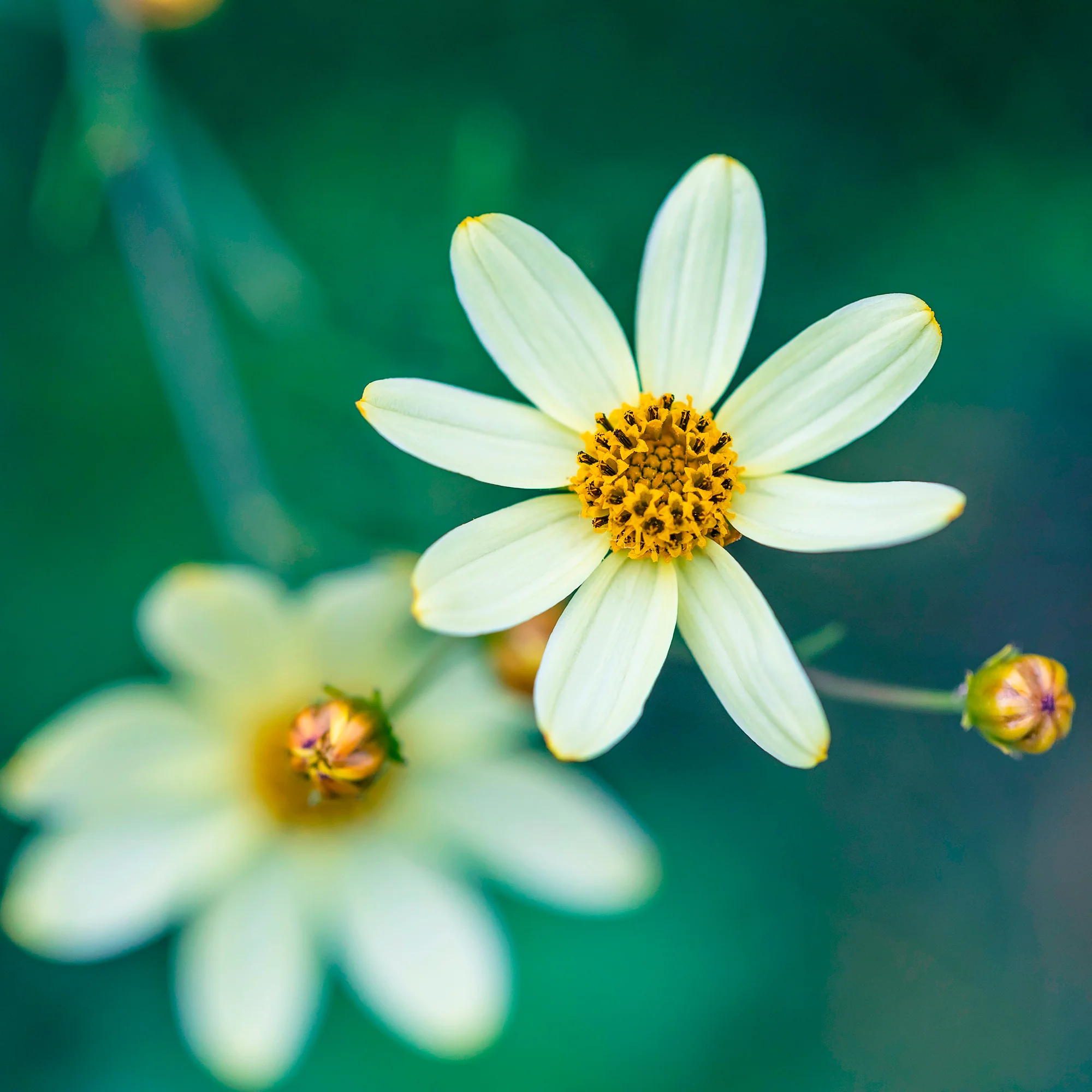 Coreopsis verticillé Moonbeam - Image 4