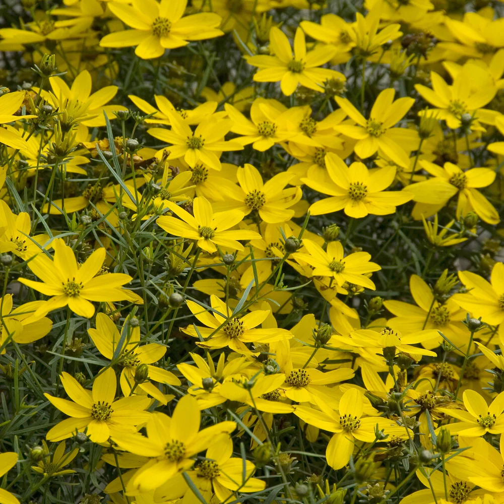 Coreopsis verticillé Zagreb