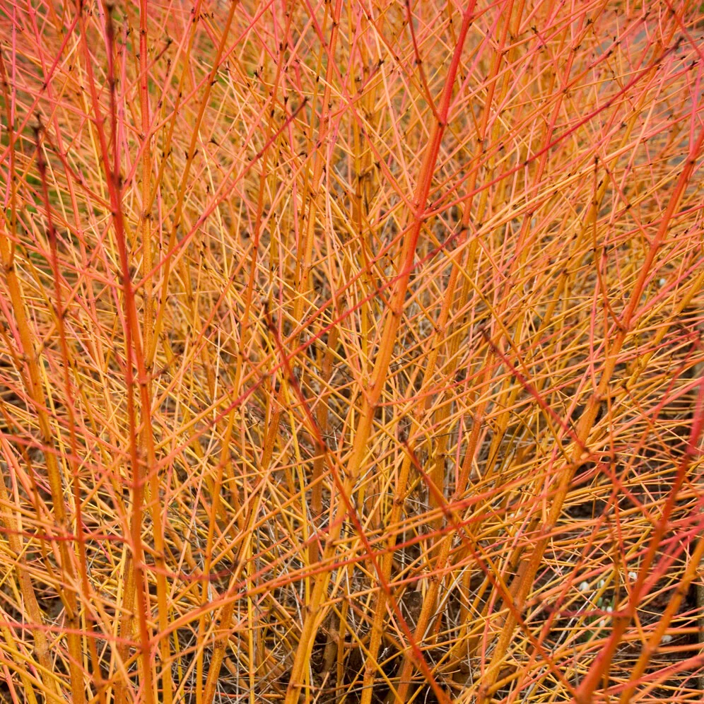 Cornouiller sanguin Midwinter Fire - Image 2