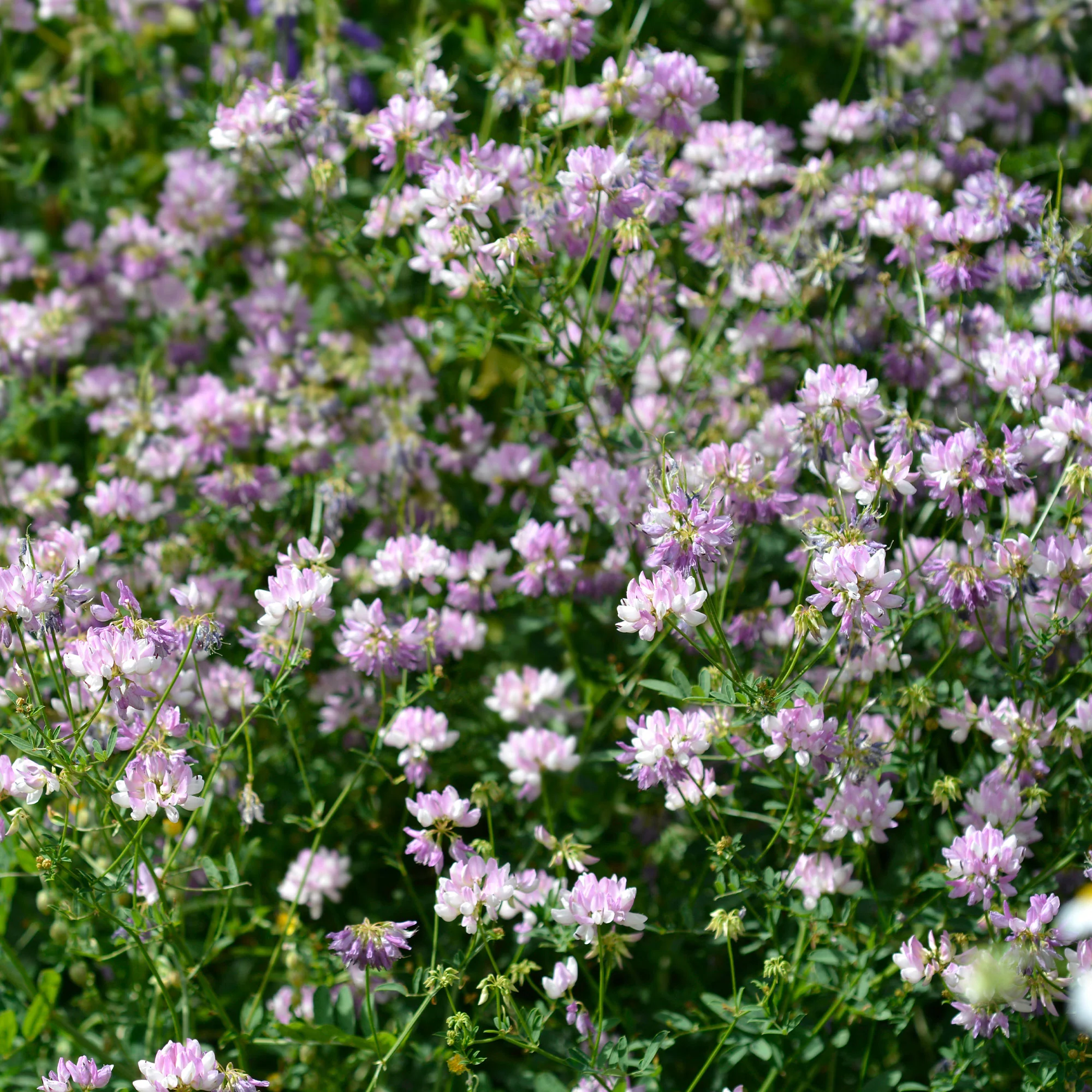 2 Coronilles - Image 3
