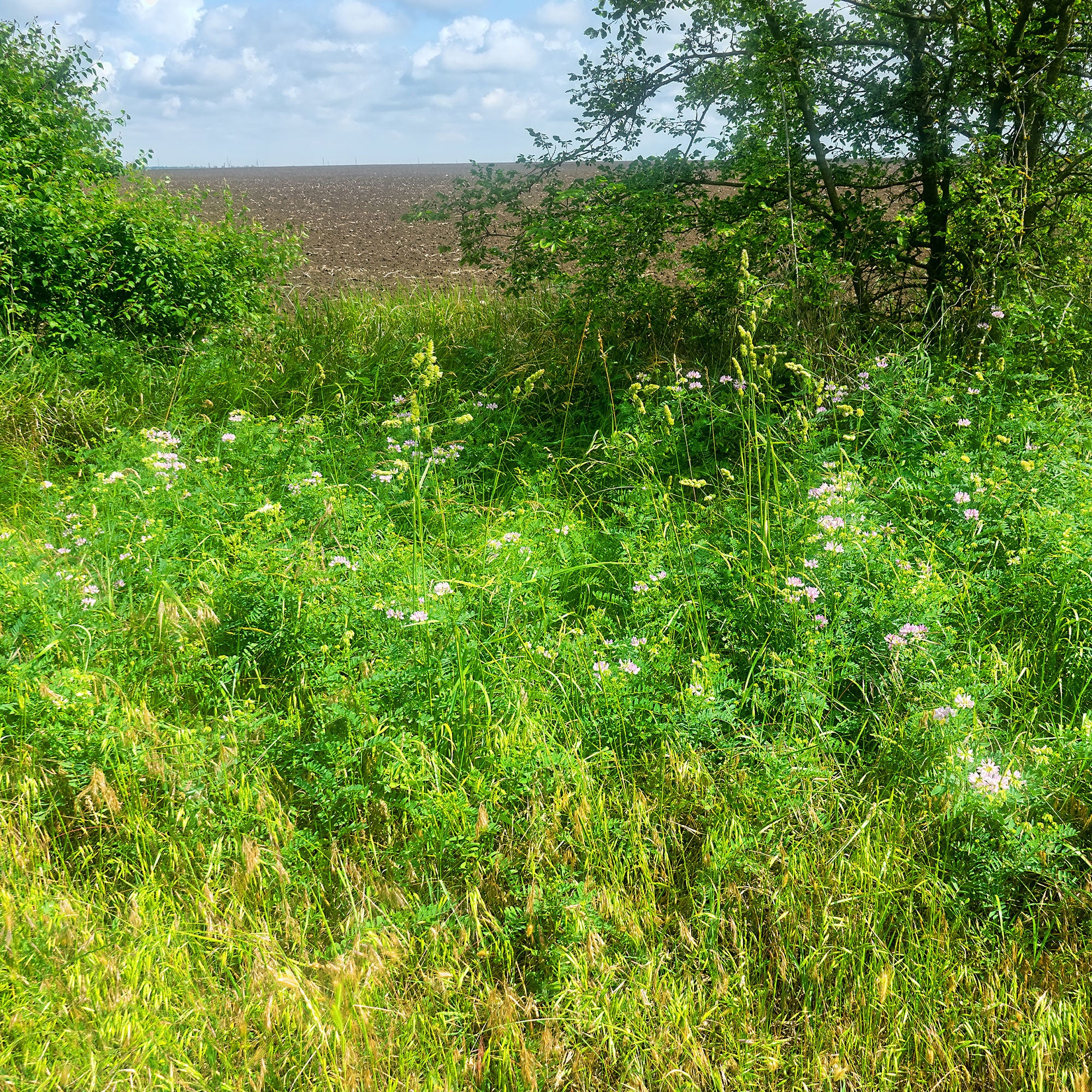 2 Coronilles - Image 4