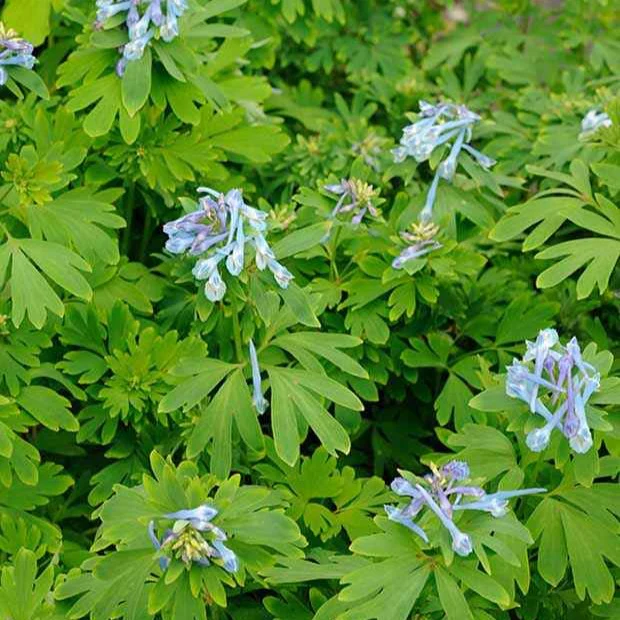 Corydalis Blue Line ® Couriblue