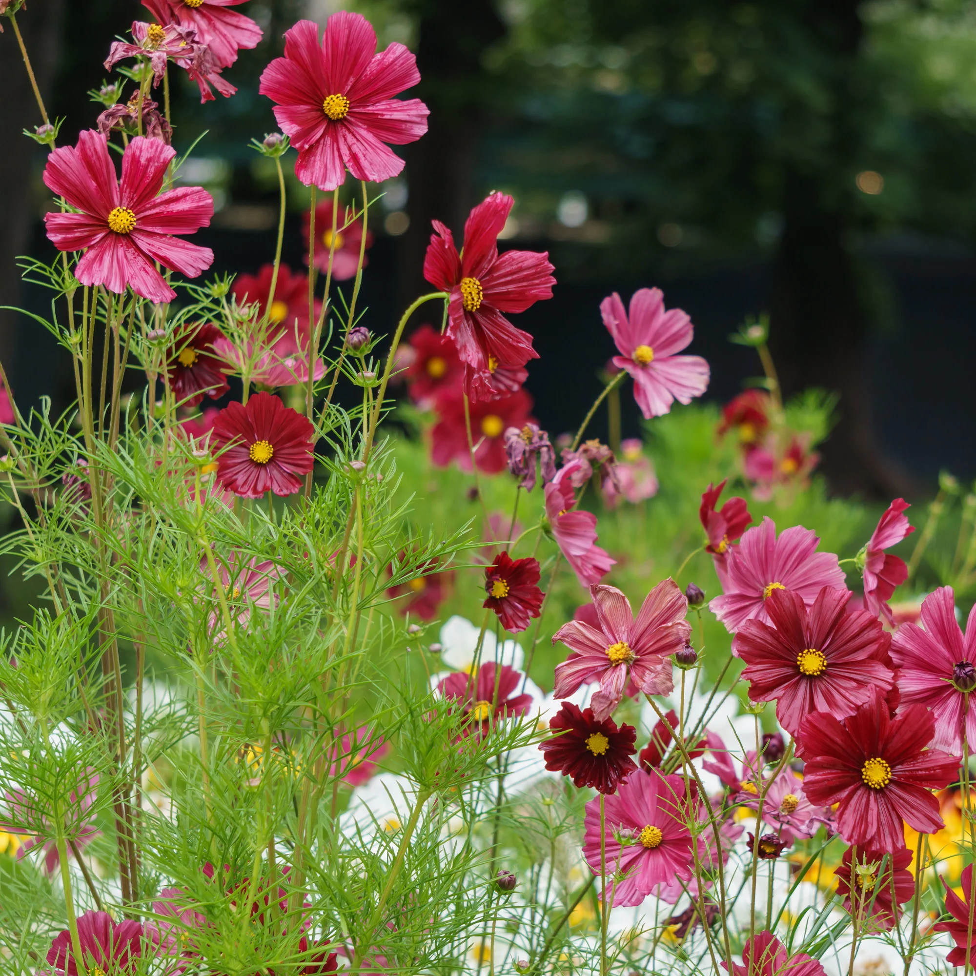 Cosmos rose - Image 2