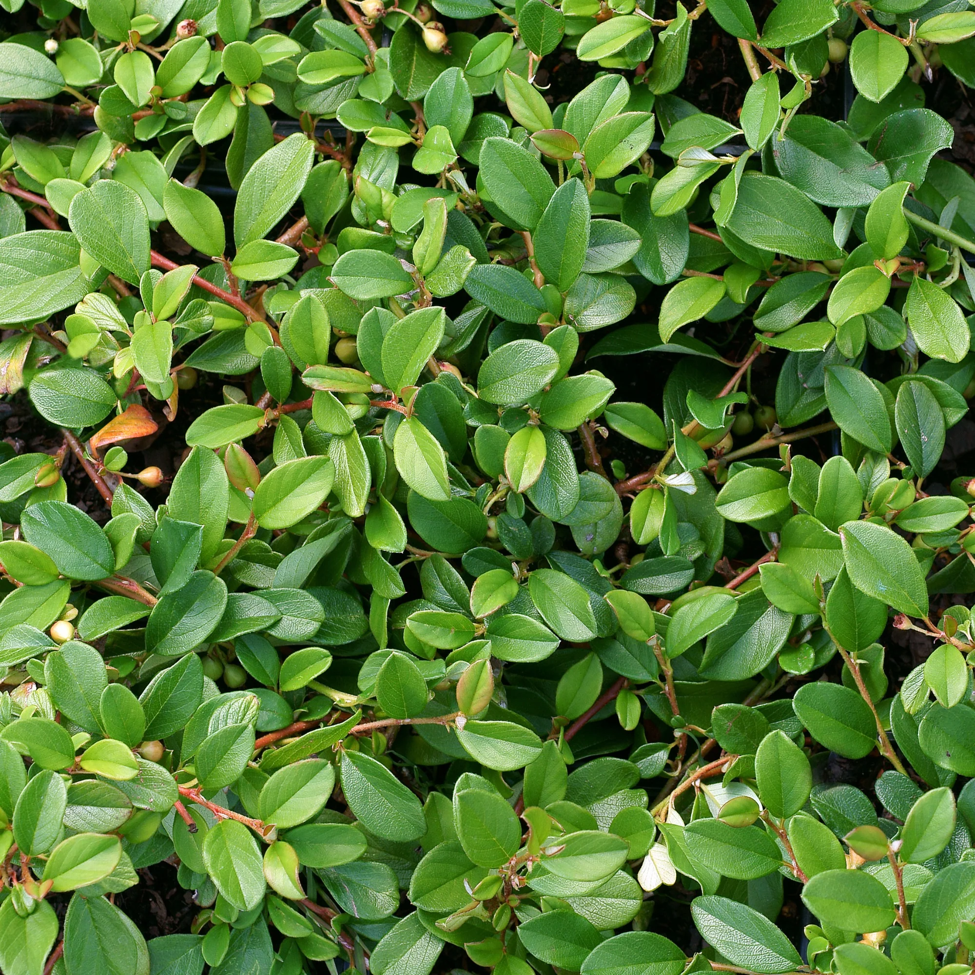 Cotoneaster de Dammer - Image 2