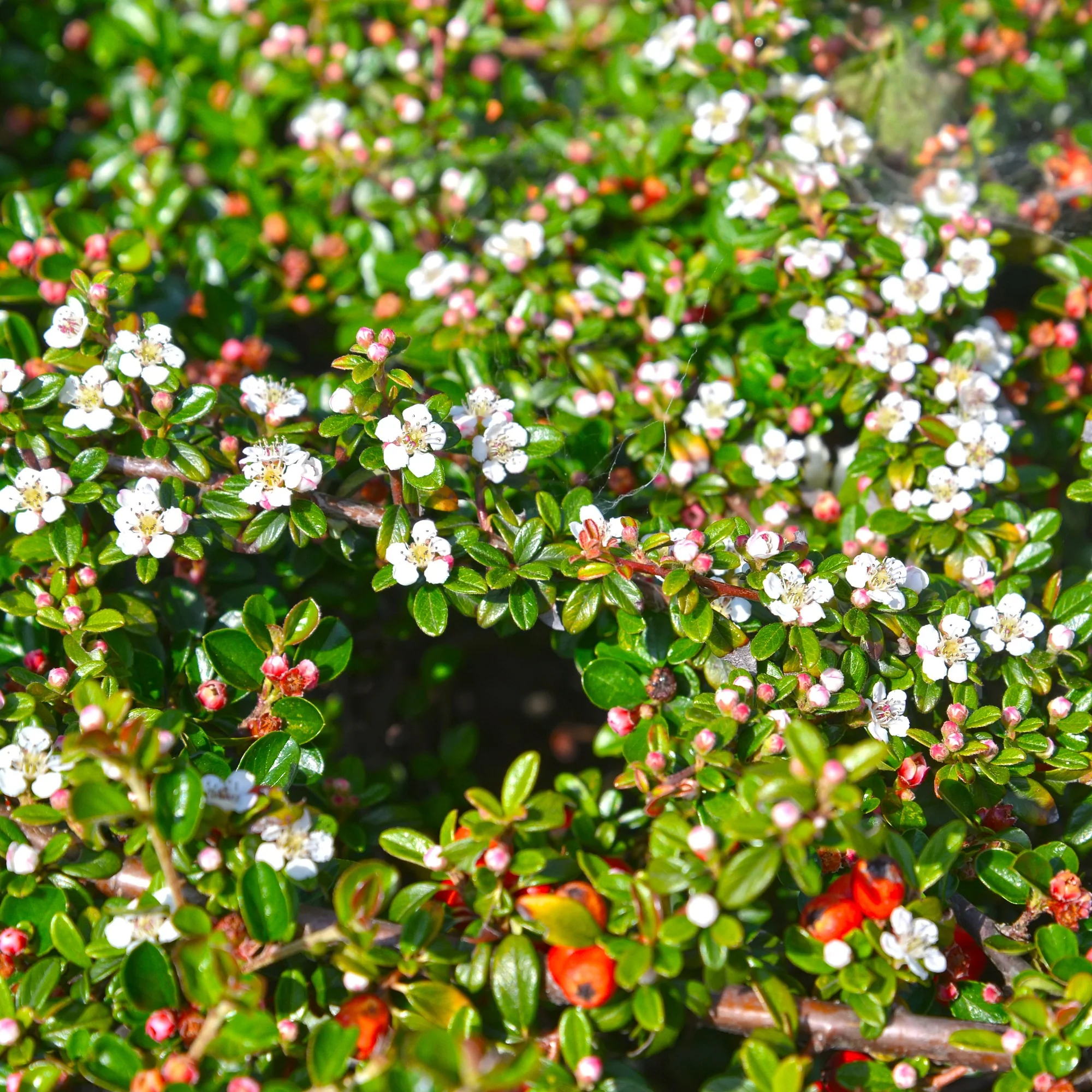 Cotoneaster de Dammer - Image 3