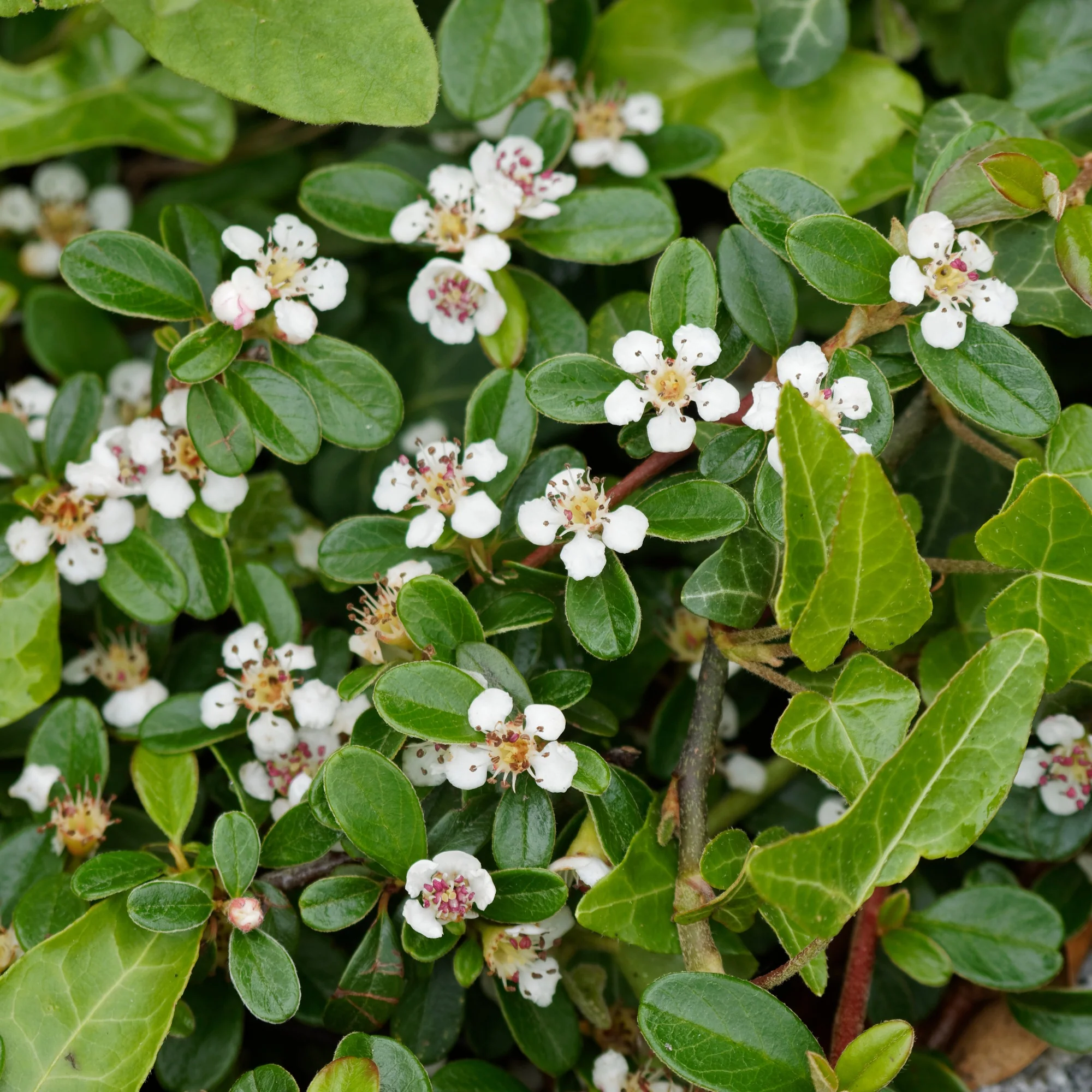 Cotoneaster de Dammer - Image 4
