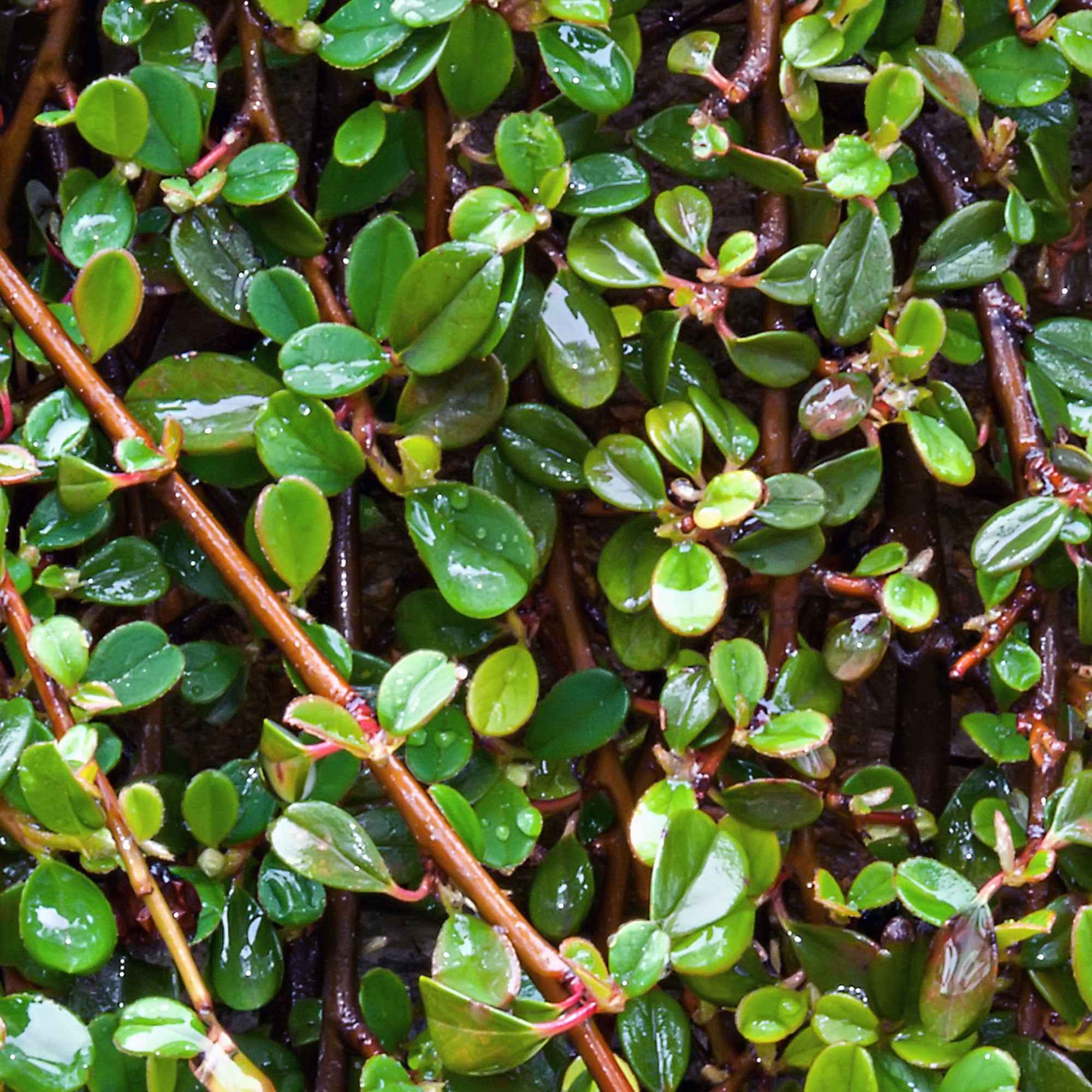 Cotoneaster de Dammer - Image 5