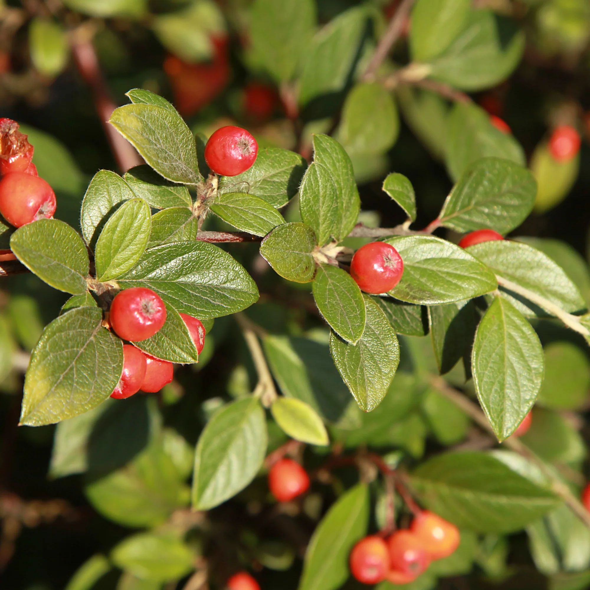 Cotoneaster franchetii - Image 3