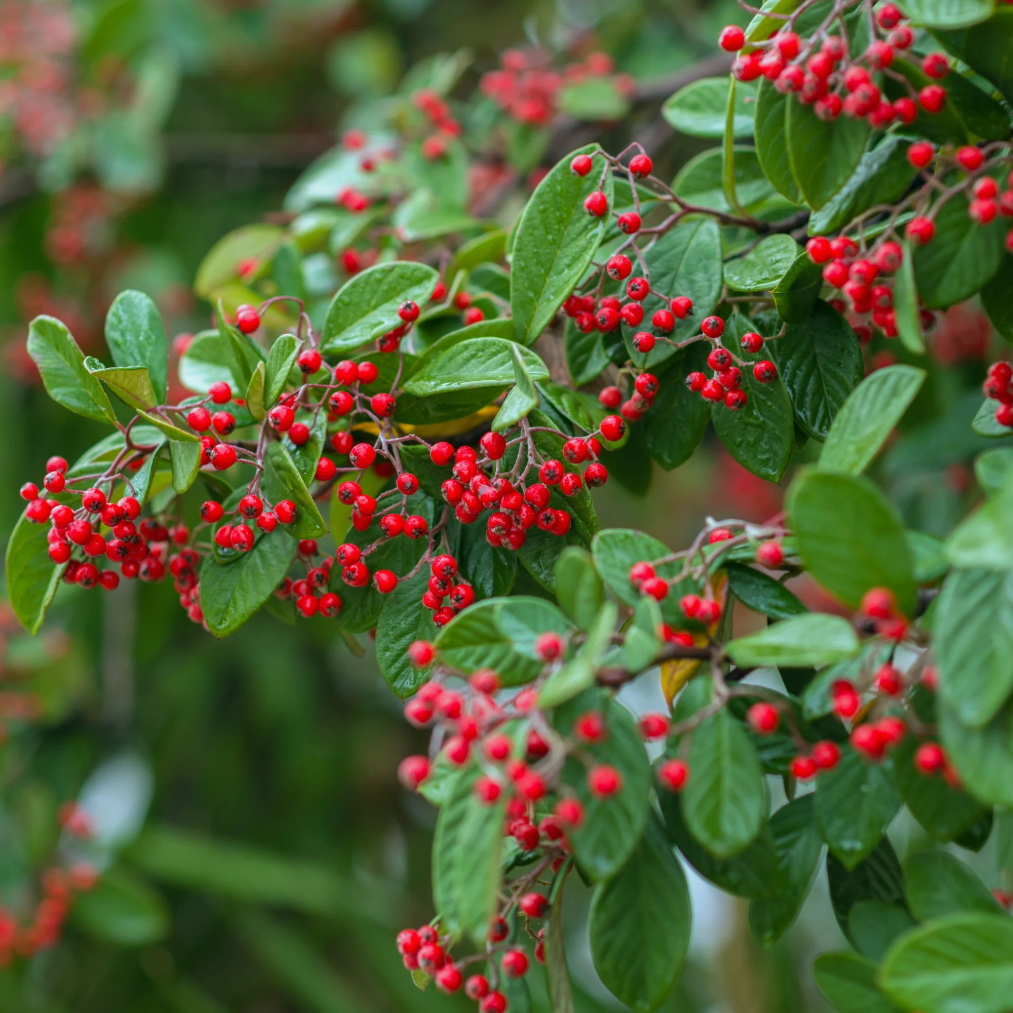 Cotoneaster Lacteus