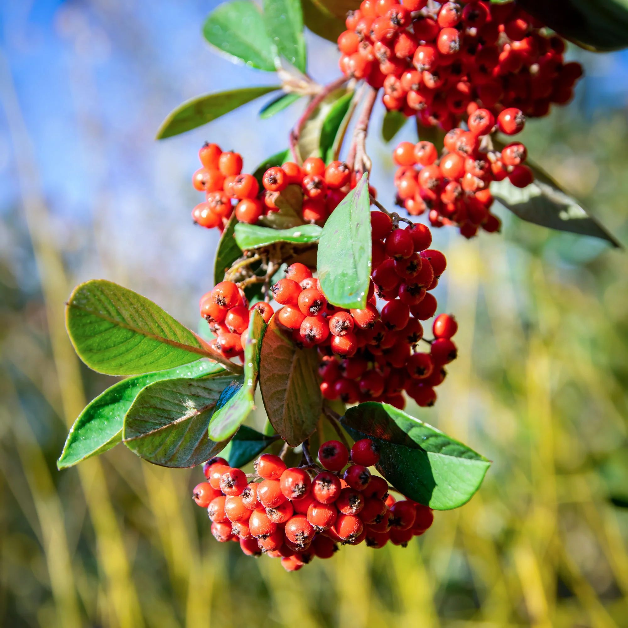 Cotoneaster Lacteus - Image 2