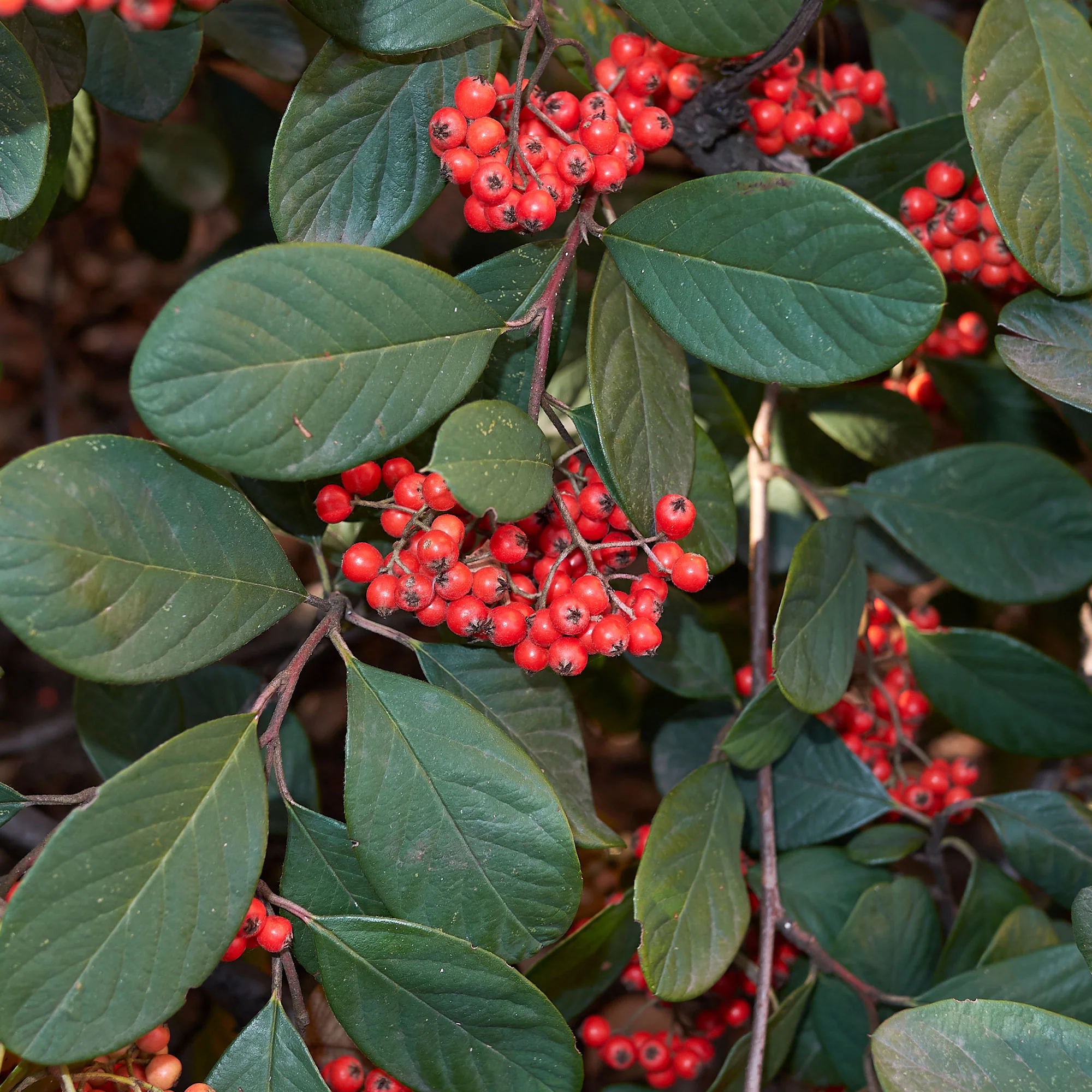 Cotoneaster Lacteus - Image 3