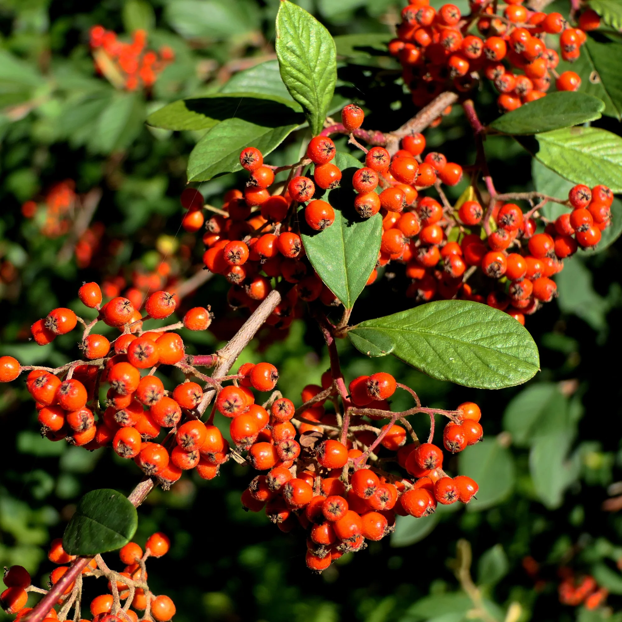 Cotoneaster Lacteus - Image 5