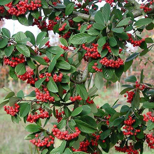 Cotoneaster Lacteus - Image 6