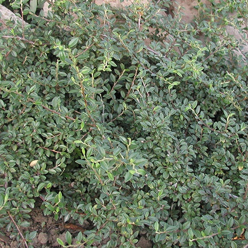 Cotonéaster Saphyr® Green Belka