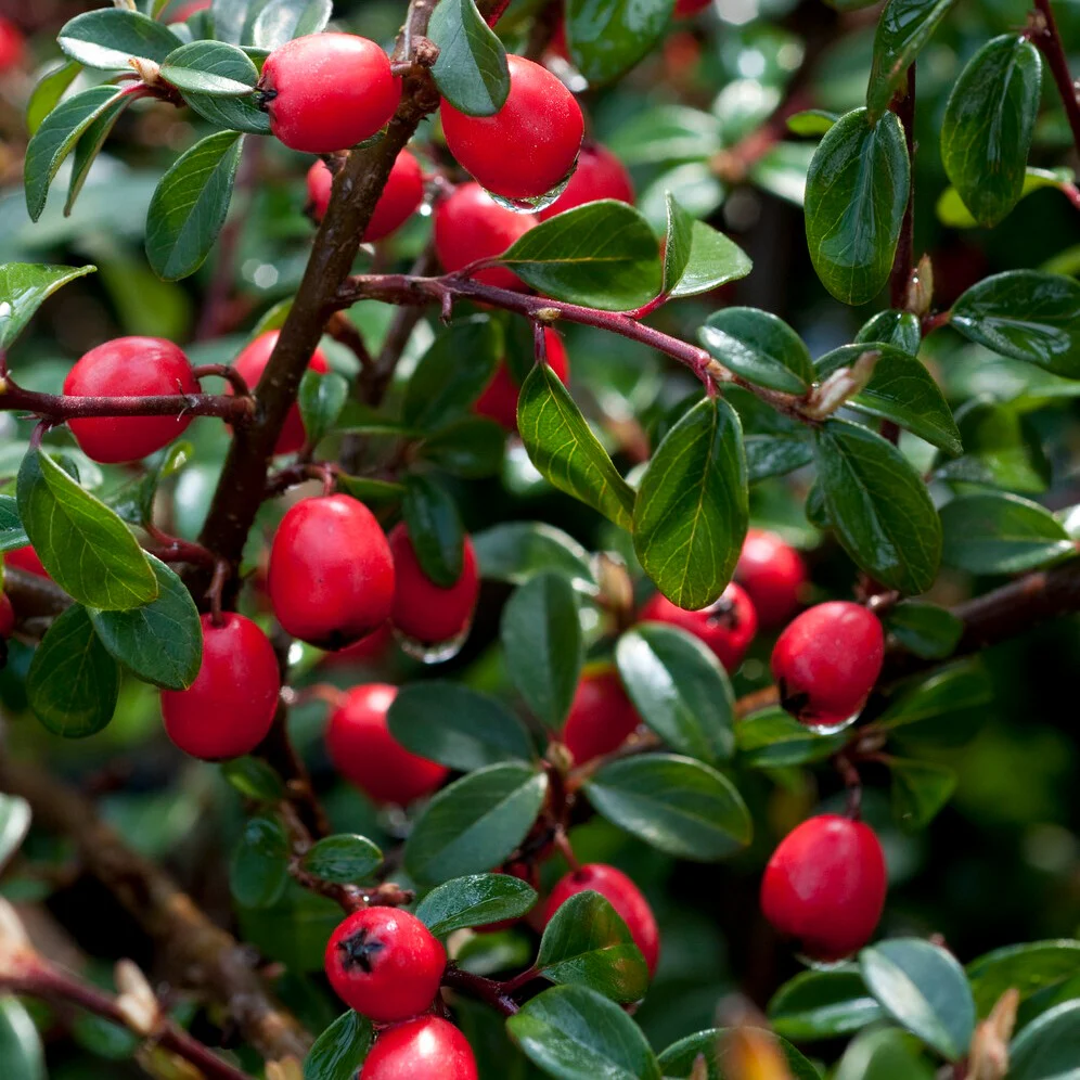 Cotoneaster suecicus Coral Beauty - Image 3