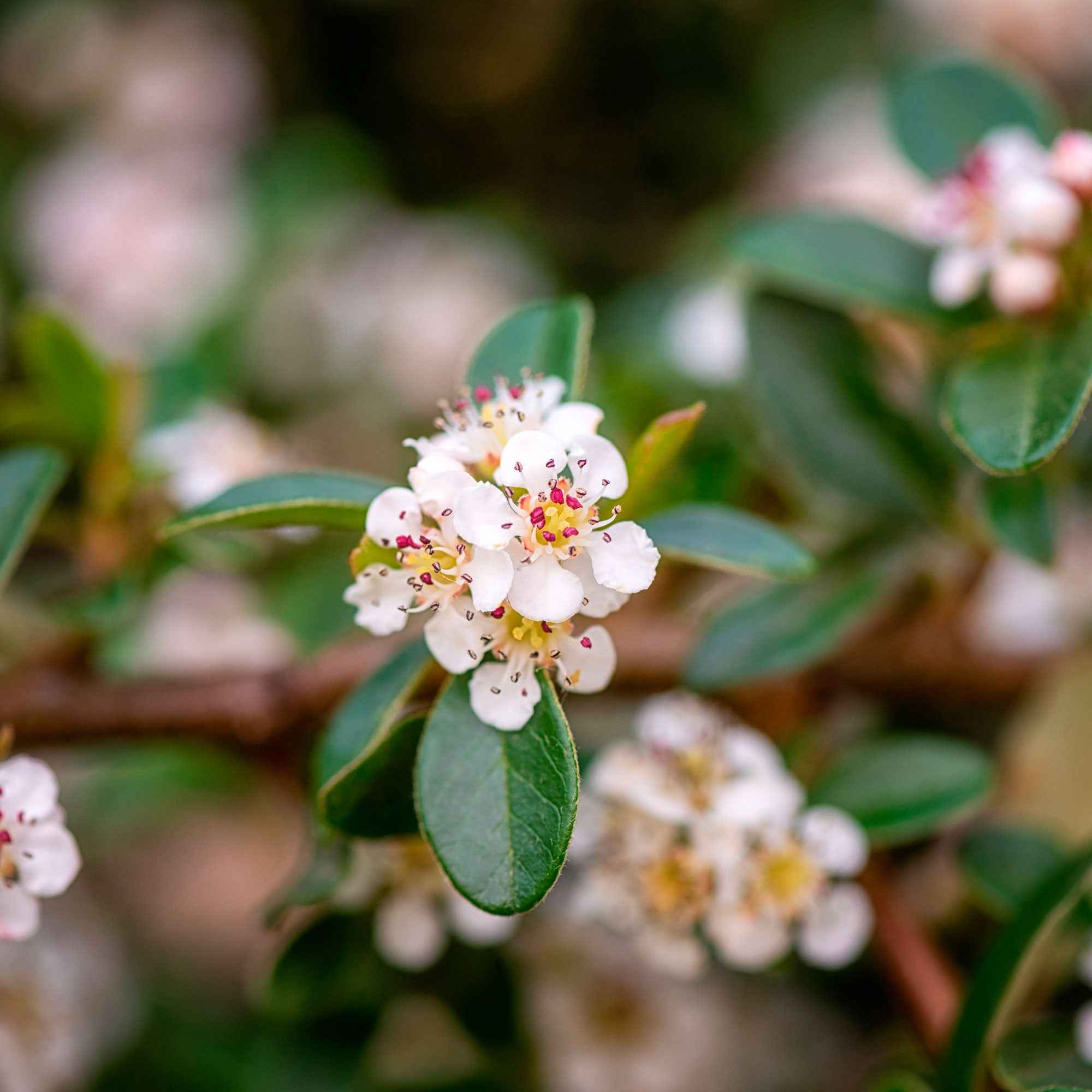 Cotoneaster suecicus Coral Beauty - Image 4