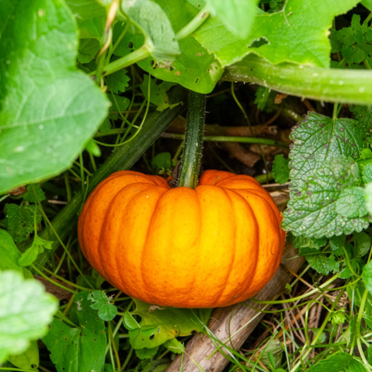 Courge Jack Be Little - Image 3
