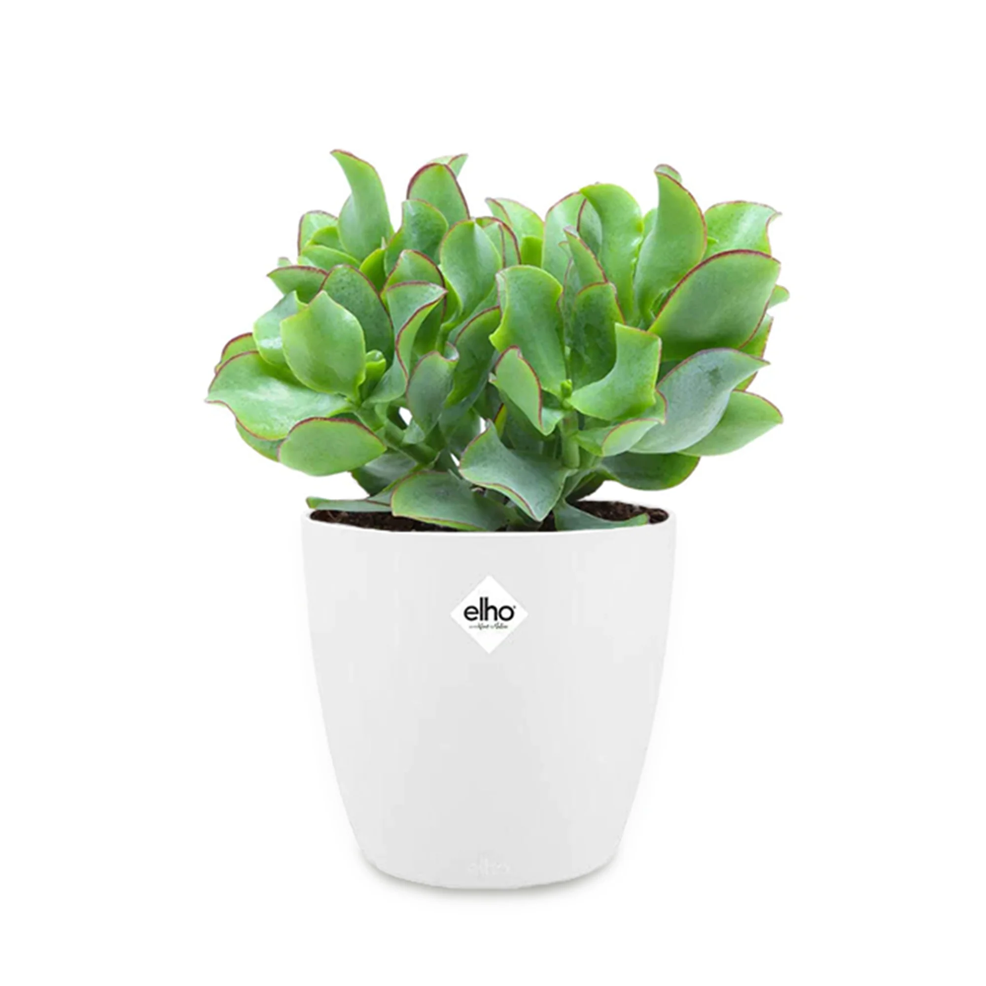 Crassula arborescens cristata et son cache-pot