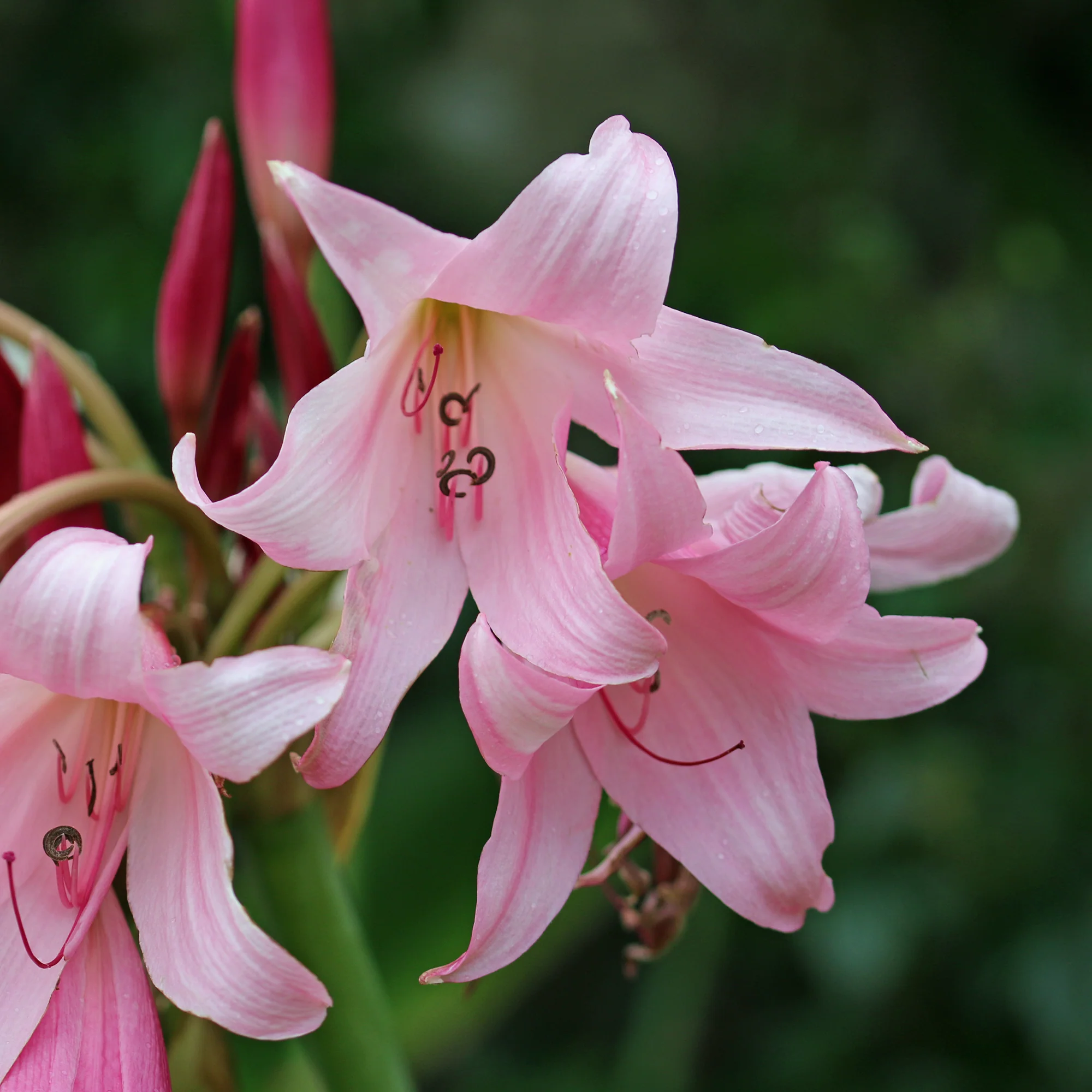 Crinole rose