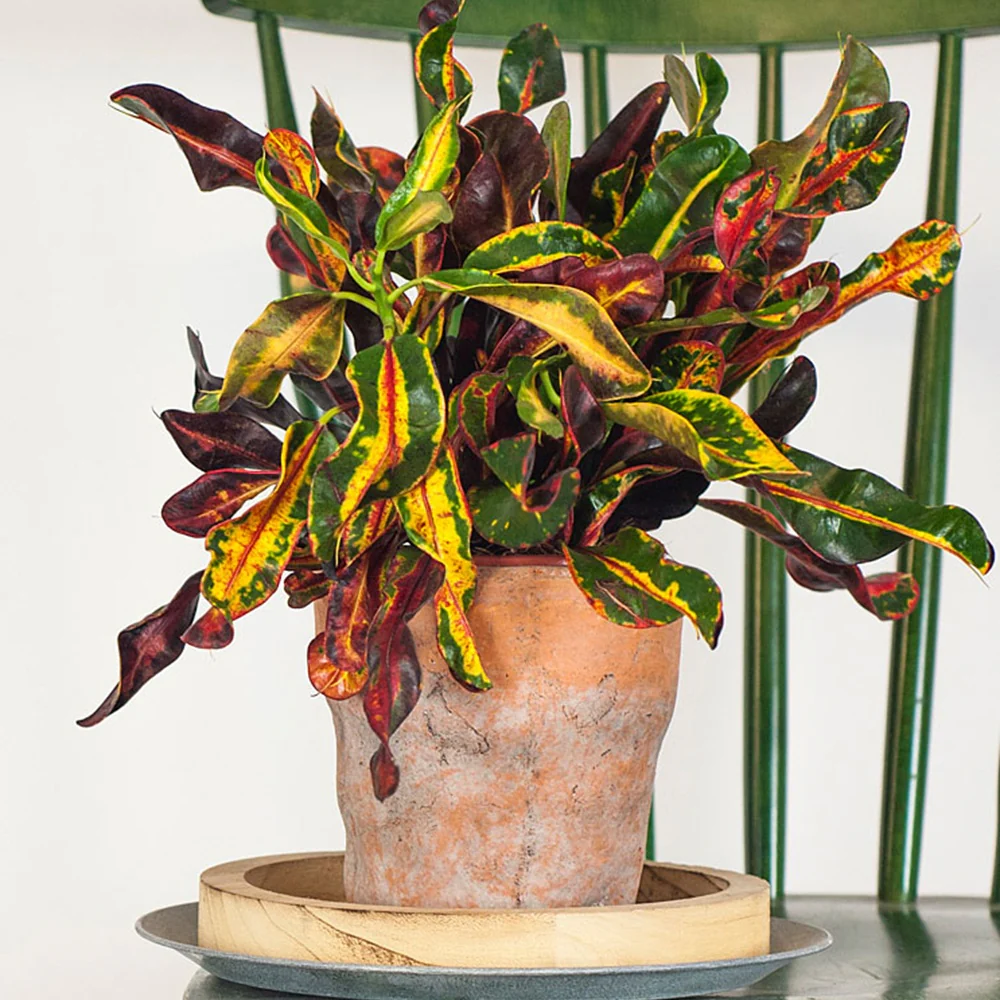 Croton Mammi