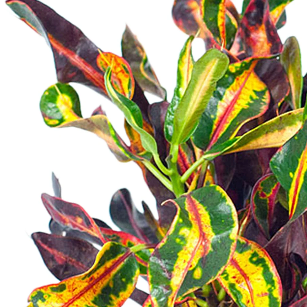 Croton Mammi - Image 2
