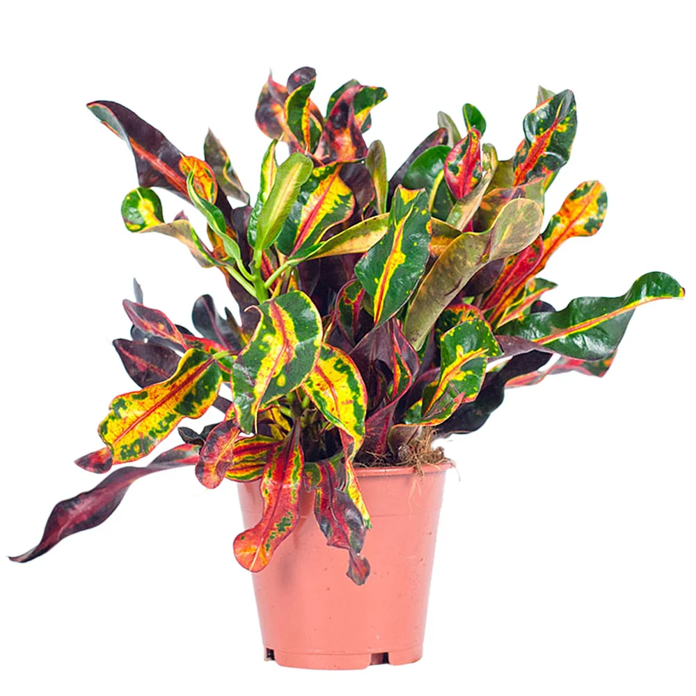 Croton Mammi - Image 3