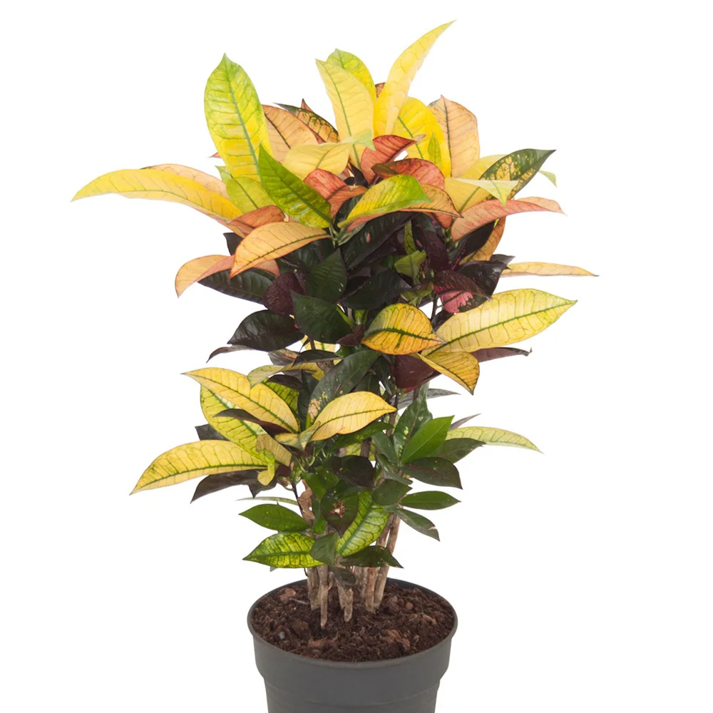 Croton Mrs. Iceton - Image 2